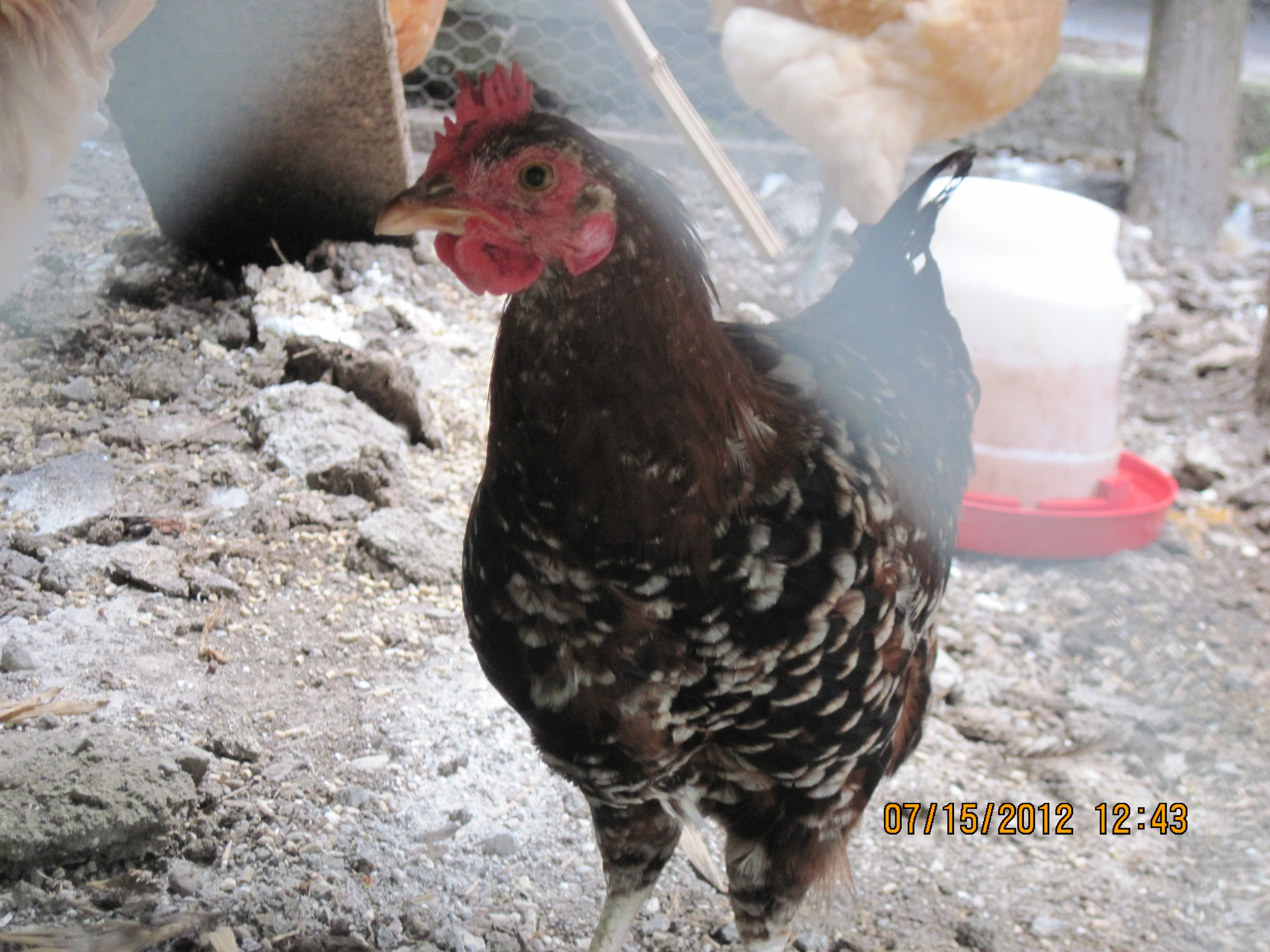 Back up Rooster