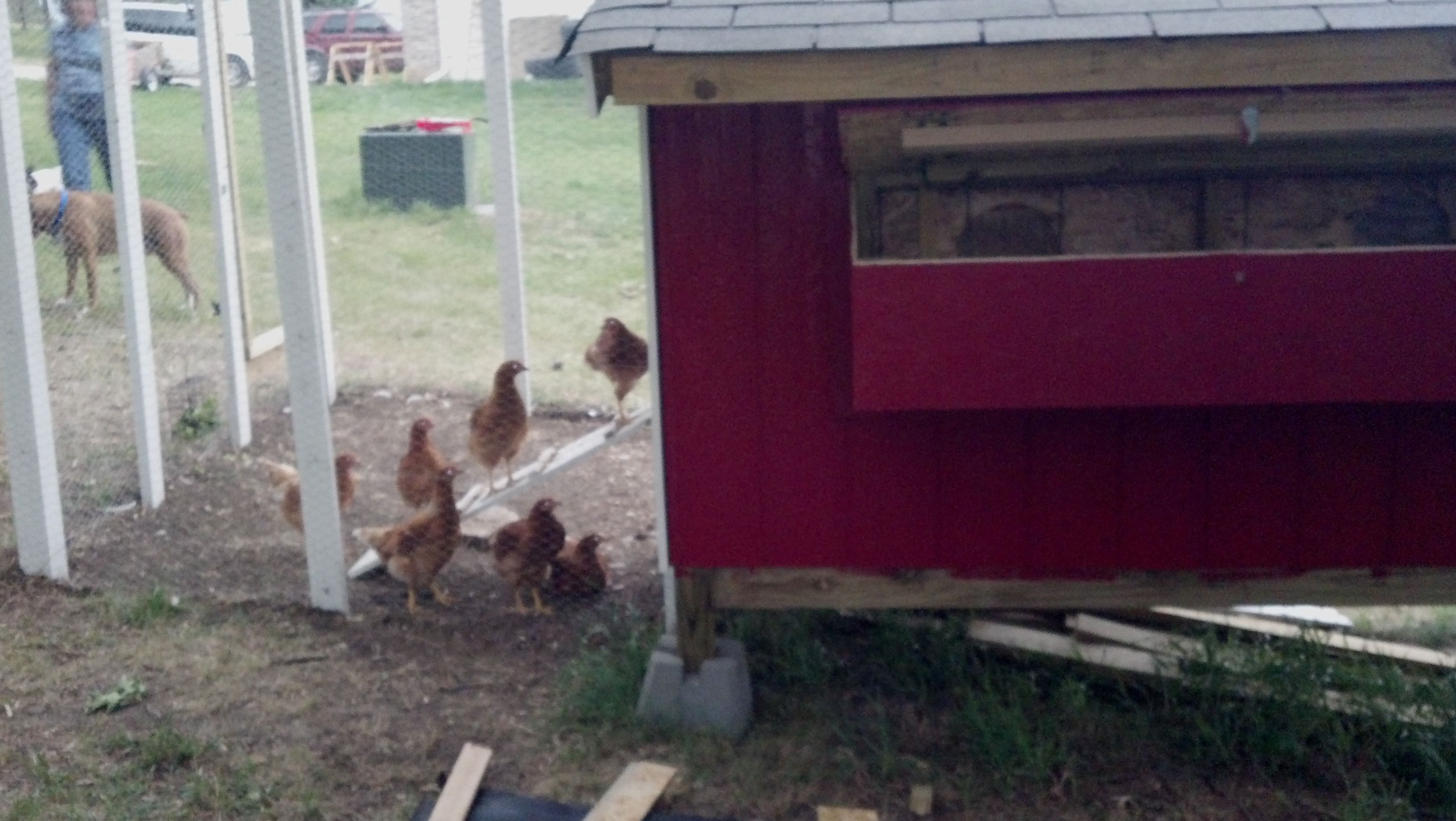 back view, had to have the classic ramp for them to go down
