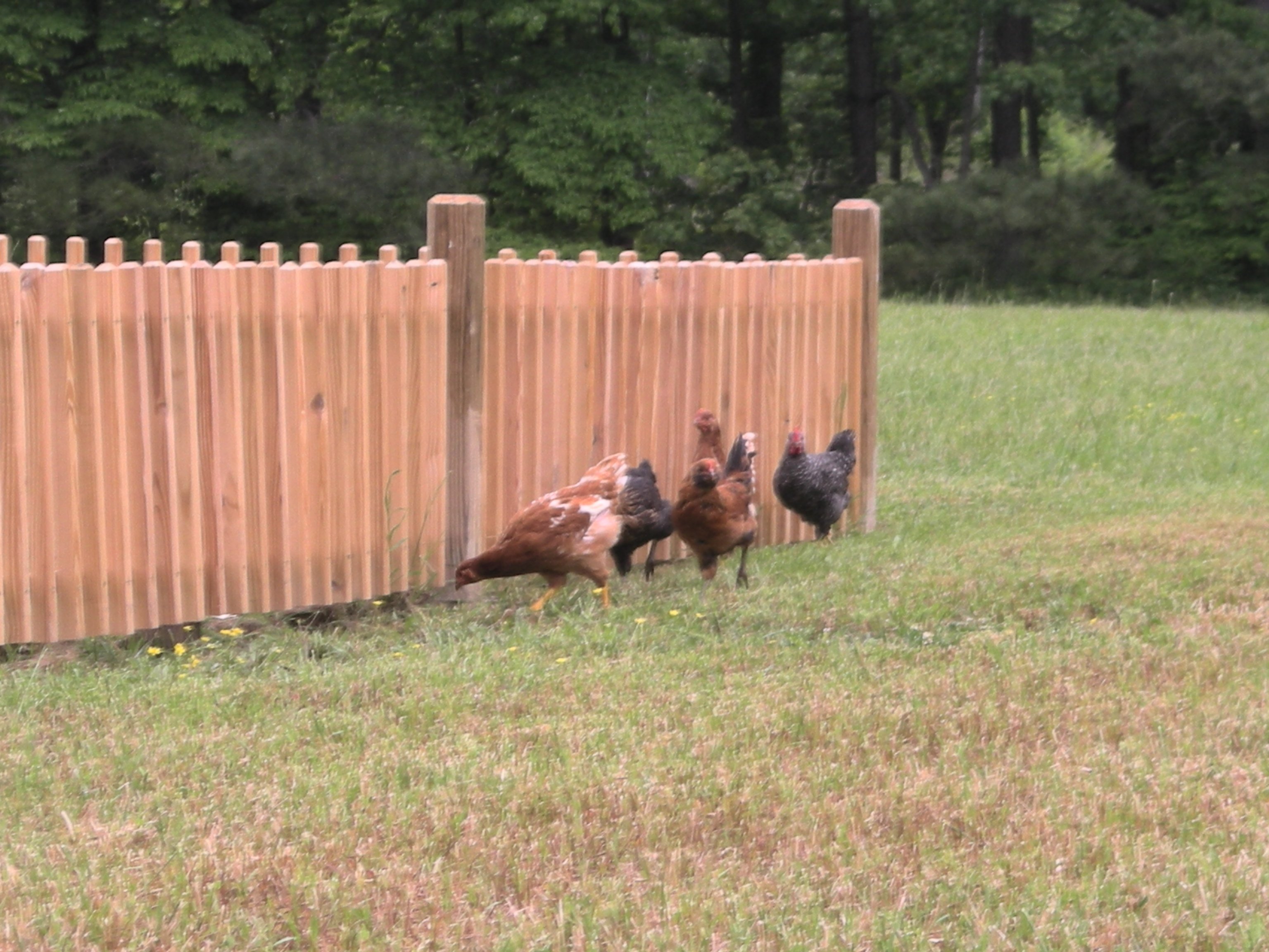 Back when the flock was not quite grown up yet. They are eyeballing our garden. Poor Foghorn he was really scrawny back then. :}