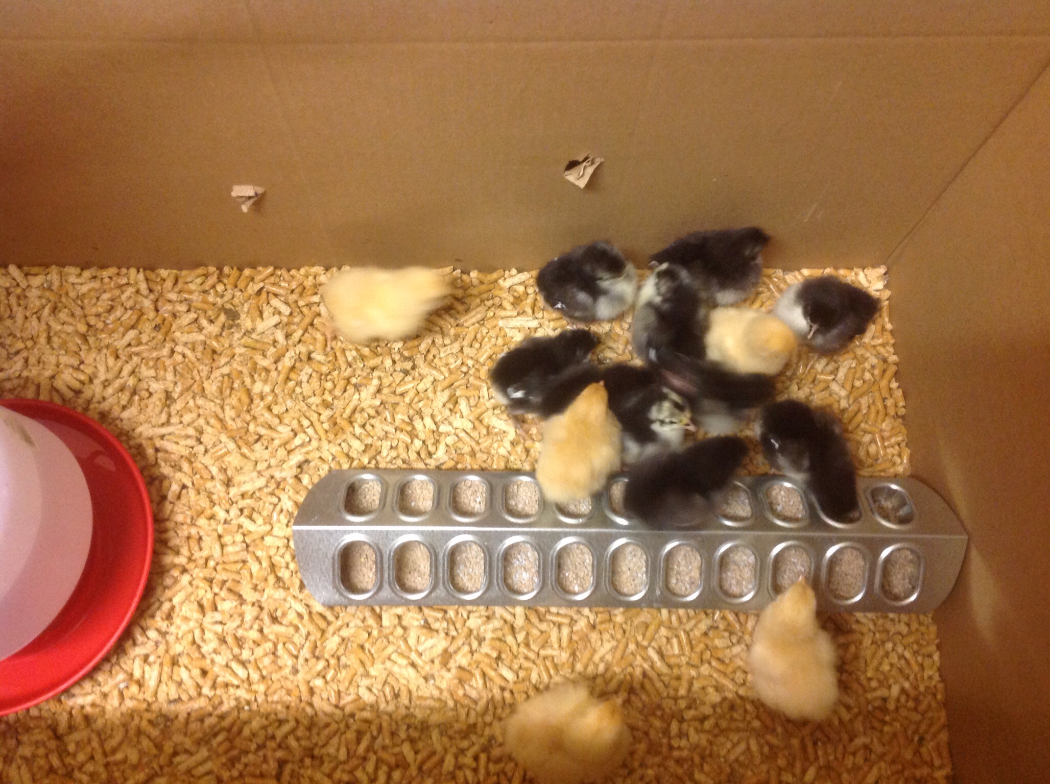 Back when they were babies