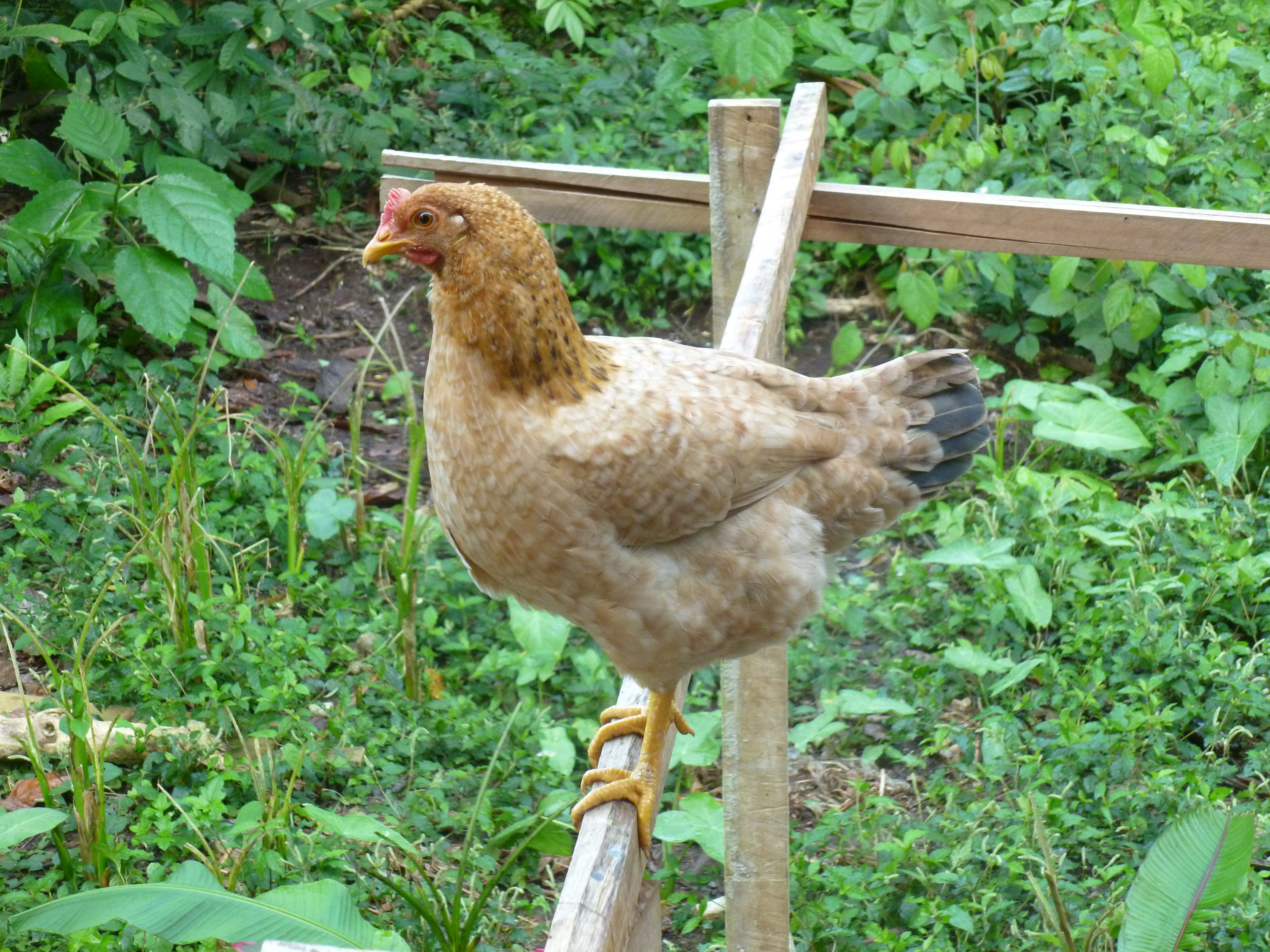 Back yard chick avoiding the five roosters