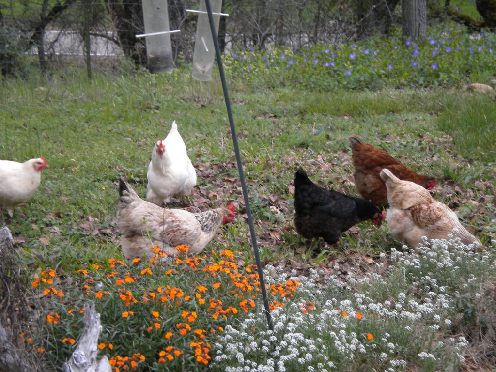 Back Yard Chickens!