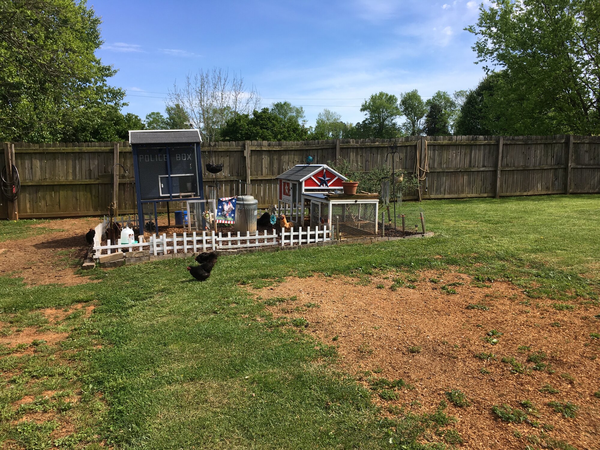 Backyard Blooming 10