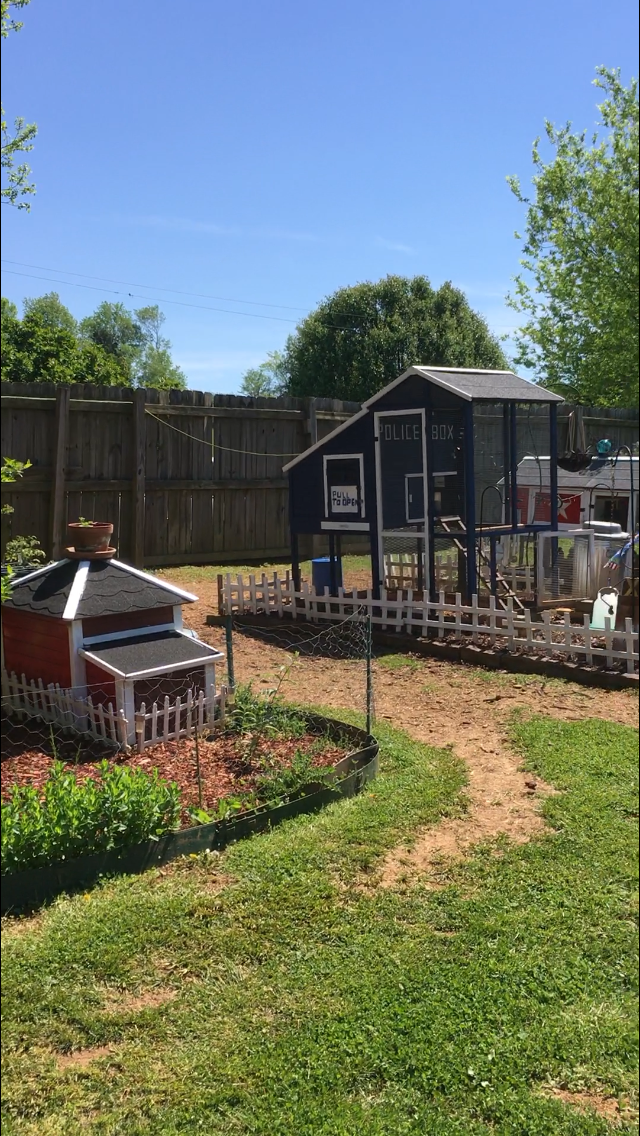 Backyard Blooming 17