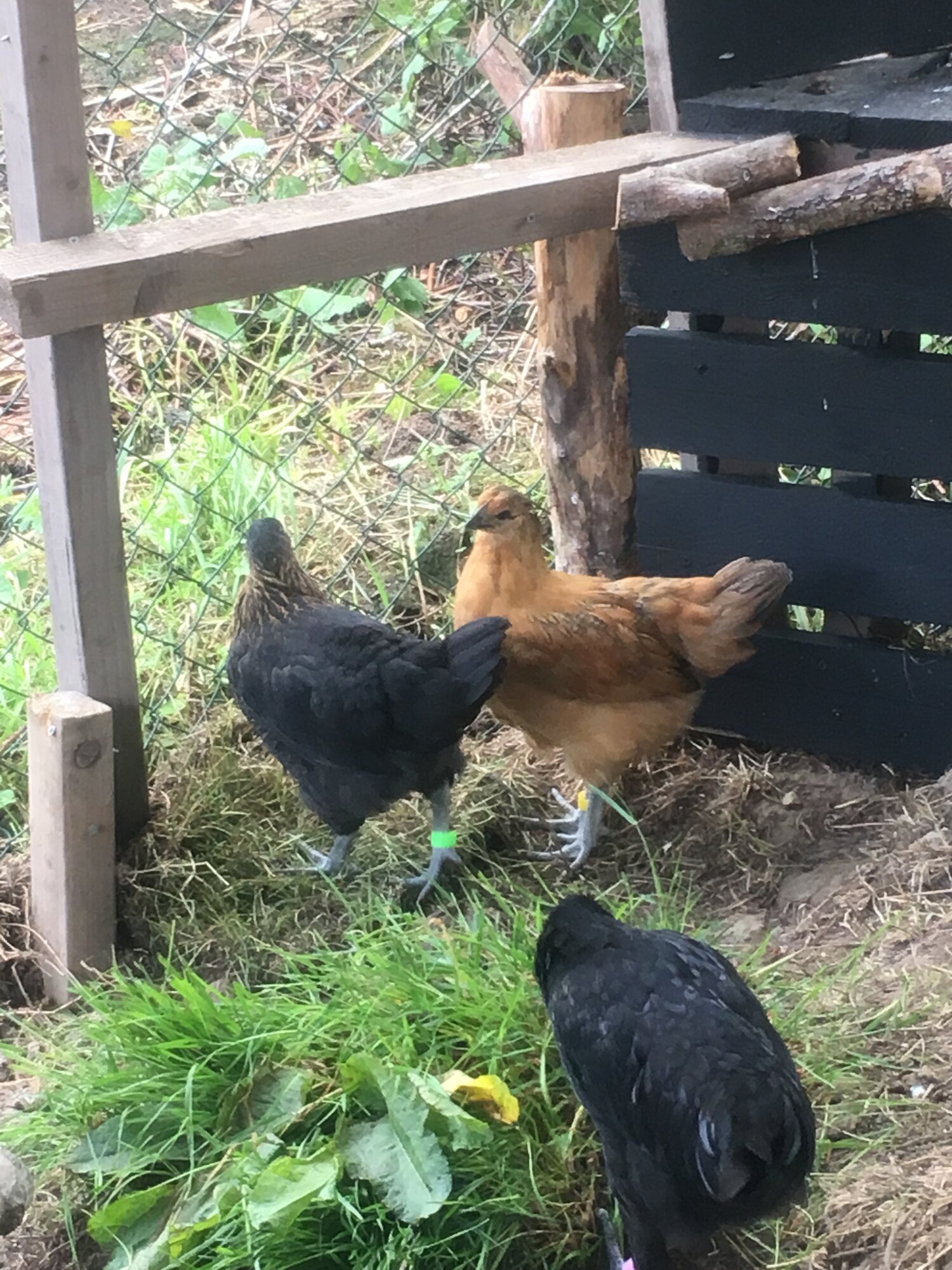 Backyard chickens