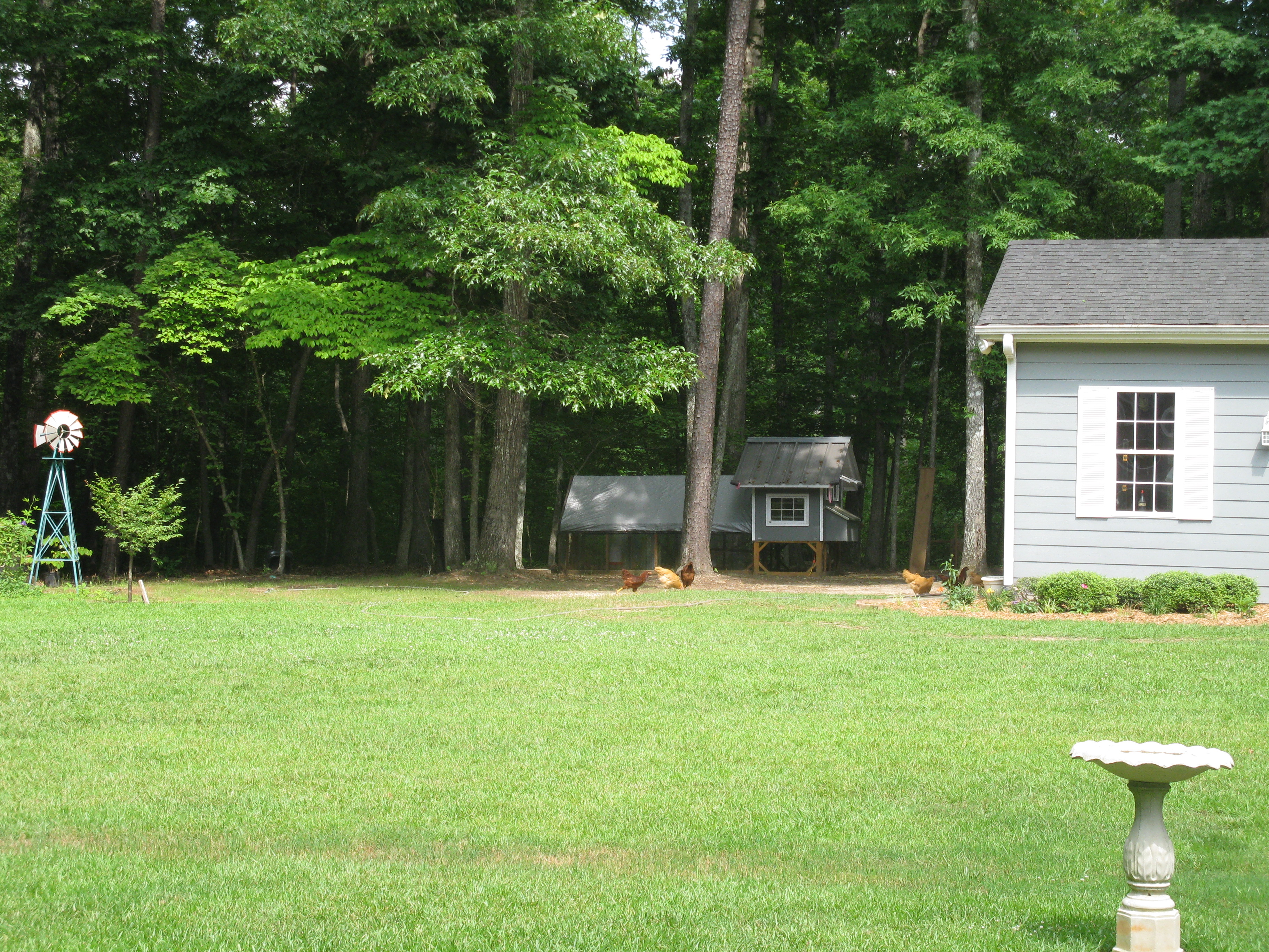 Backyard shot showing the coop and run coupled up.  This setup is semi permanent.  I can move them but just not on a daily basis.  It's downwind from the house and in the shade.  I use an extension cord from the shop to the coop.
