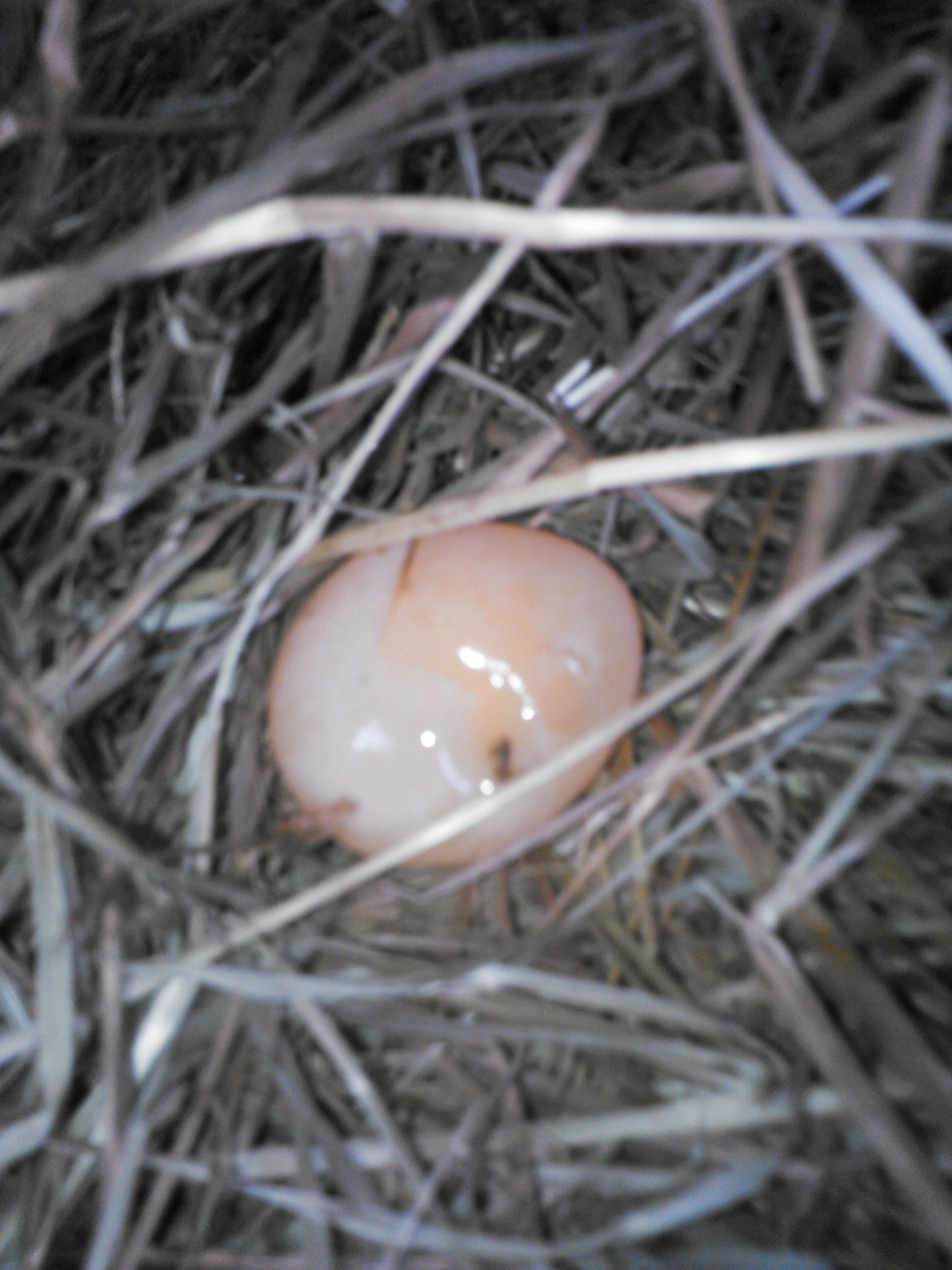 Bad egg!
