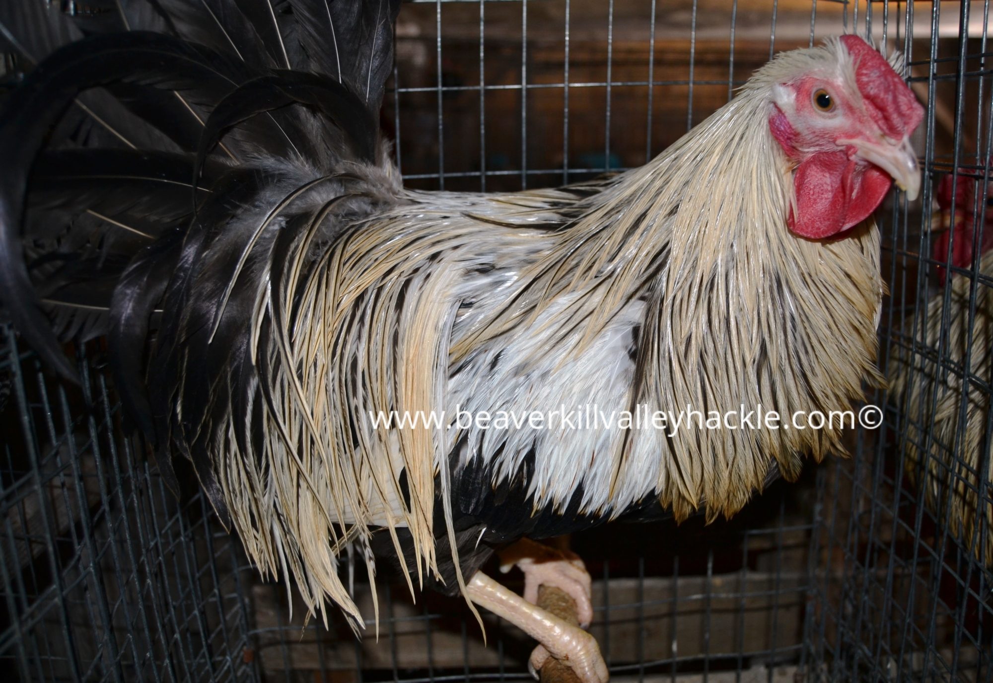 Badger Hackle Bird - Bred and owned by Ken Tutalo, Beaverkill Valley Hackle.
This cockerel was 7.5 months old at the time of this photo.

The Badger pattern is a feather that is cream colored with a black center. Many traditional fly patterns call for this feather pattern.