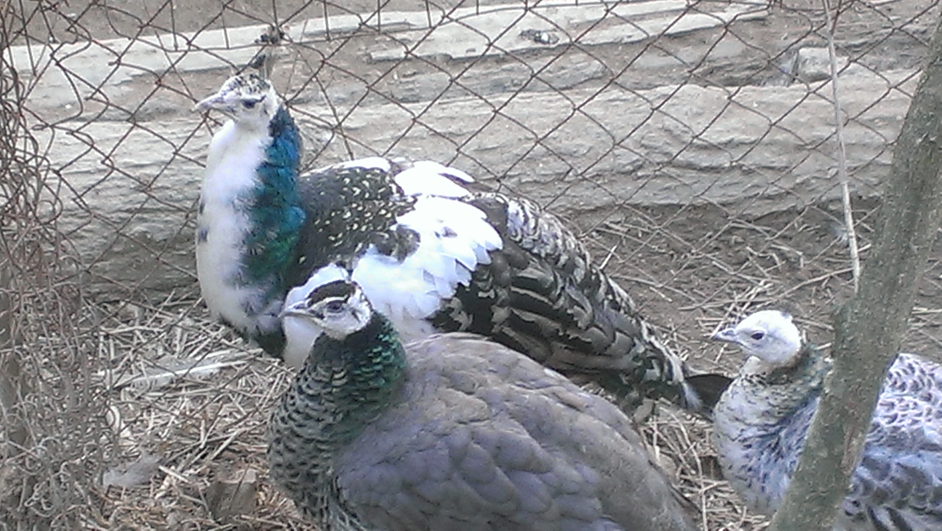Bahamat , Ruby and Pearl. We hatched 1 1/2 years ago.