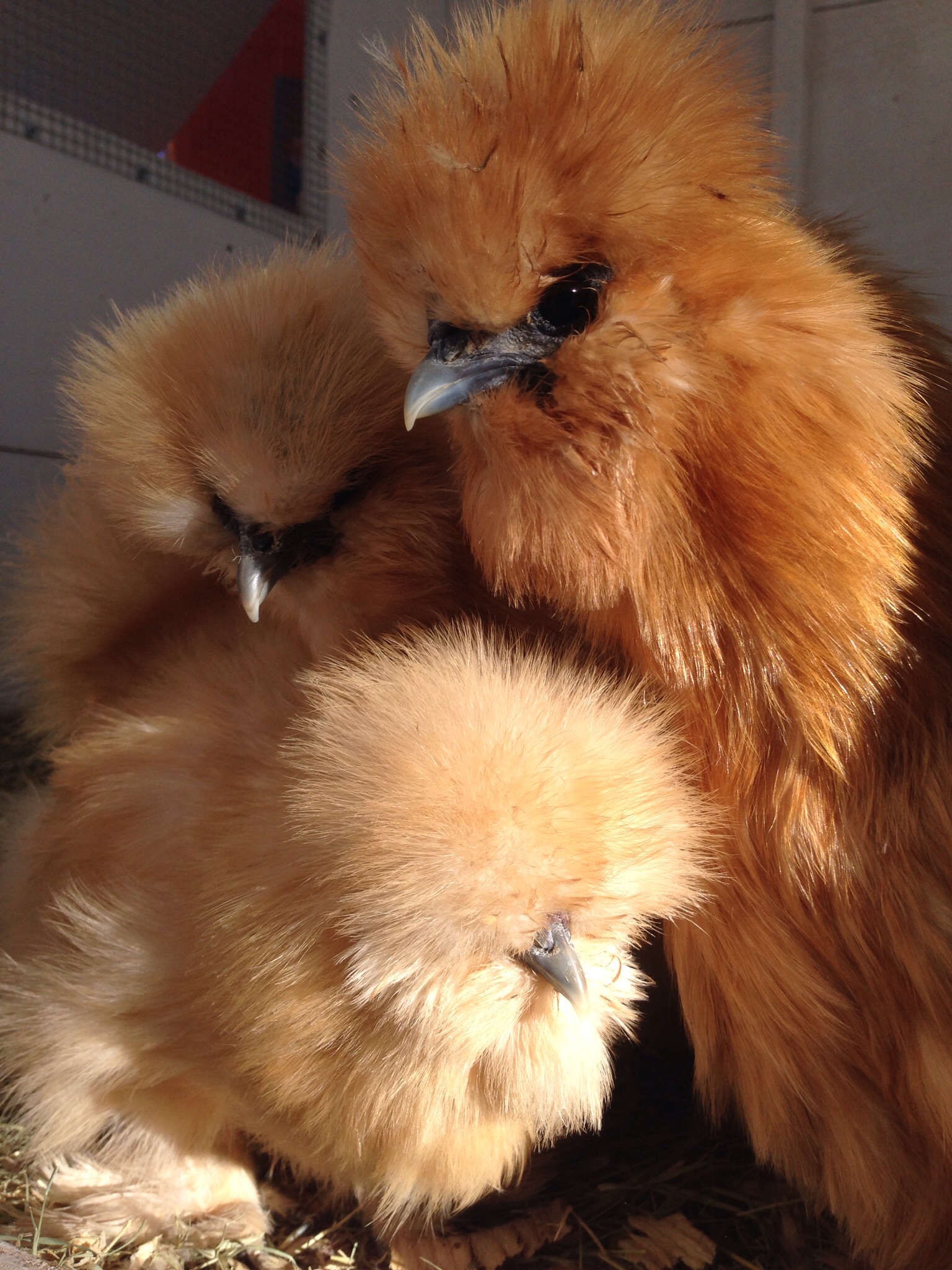 Bailey, Brandy, Bliss