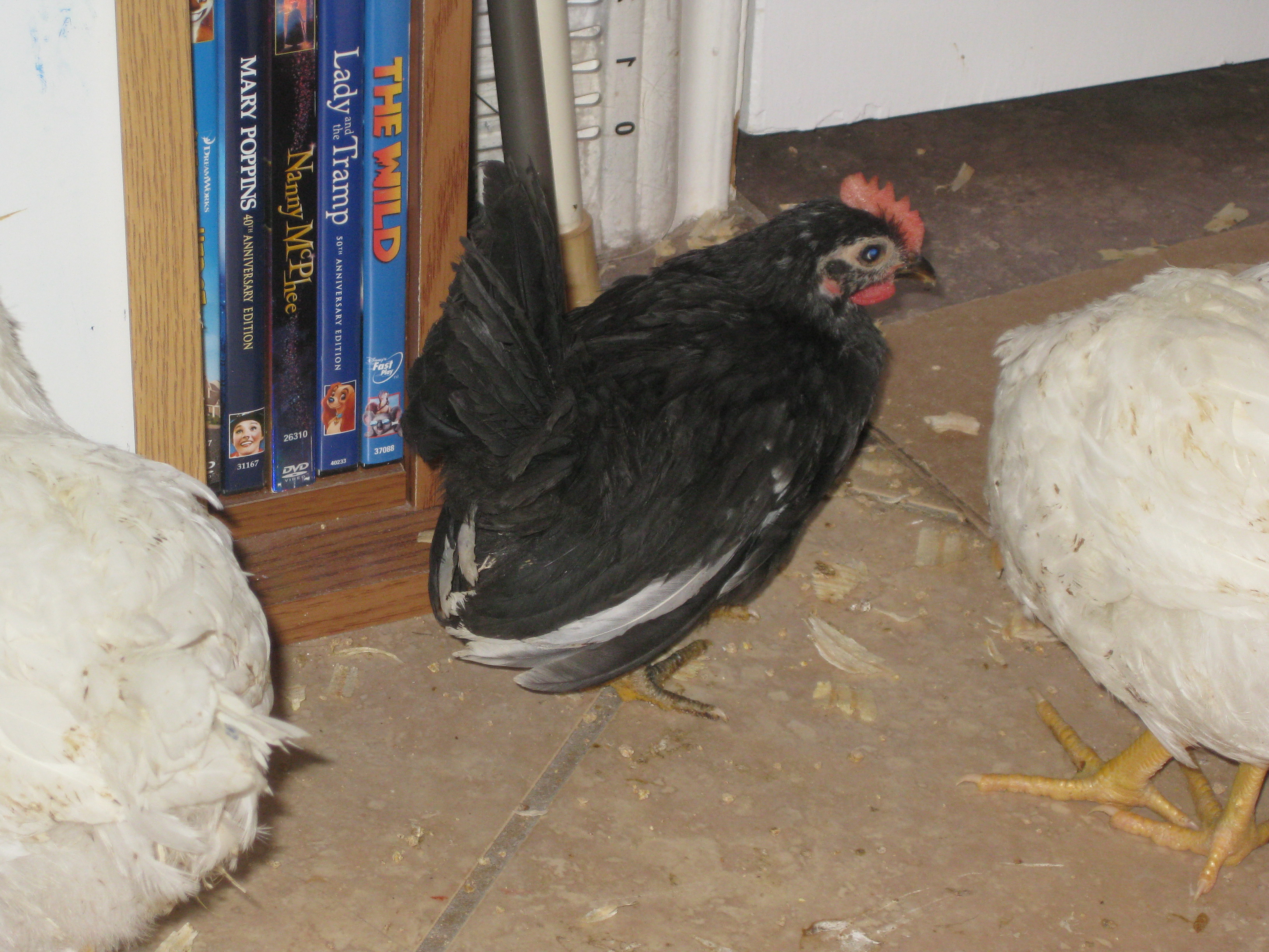 Bailey on the day his first crow confirmed he was a boy