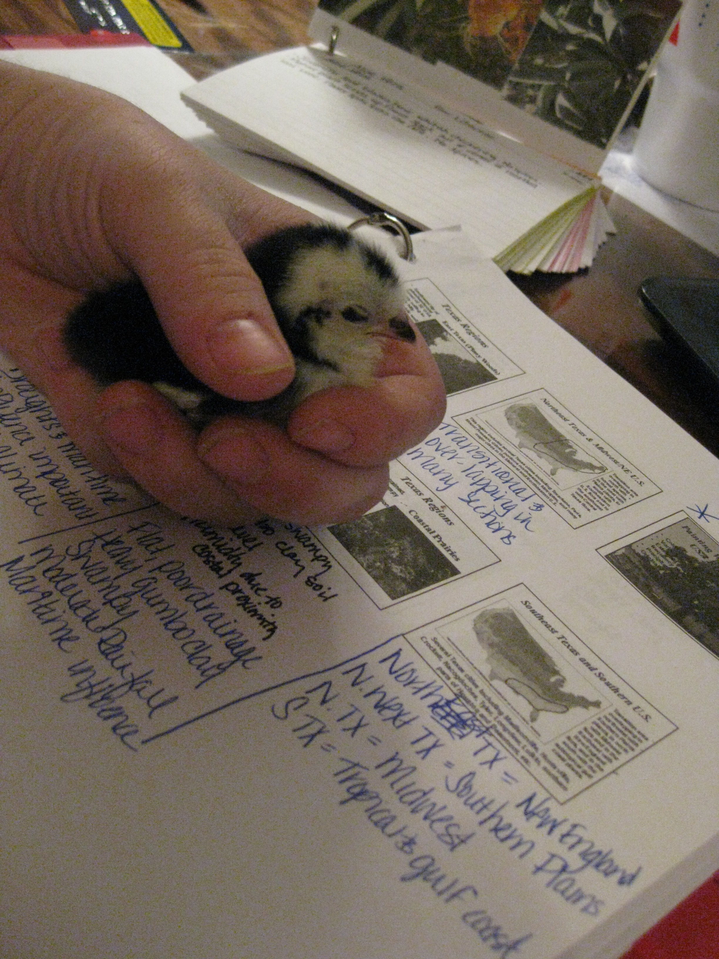 Baily studying with Momma