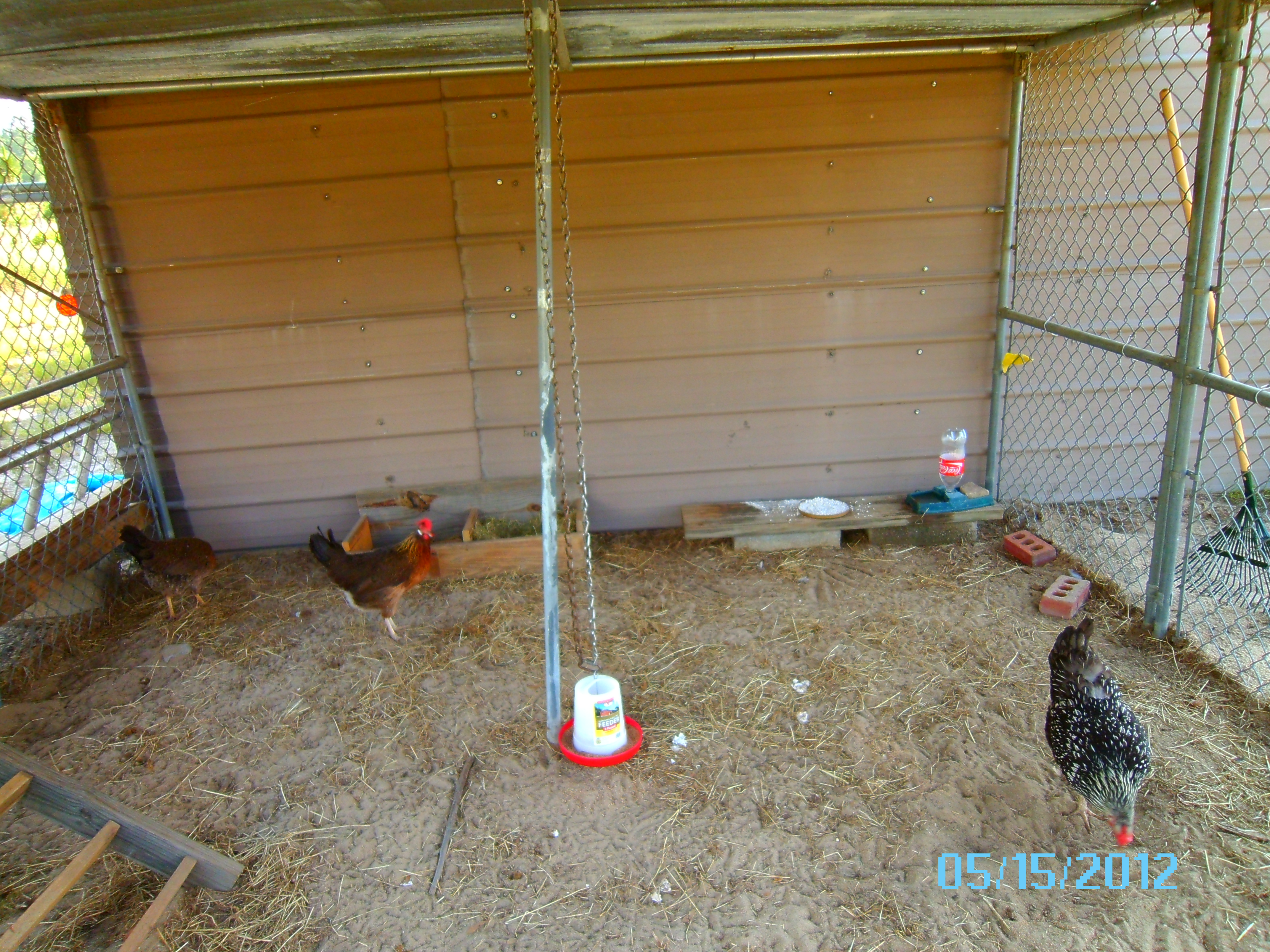 Baldy, Henrietta & Cleo in the pen.