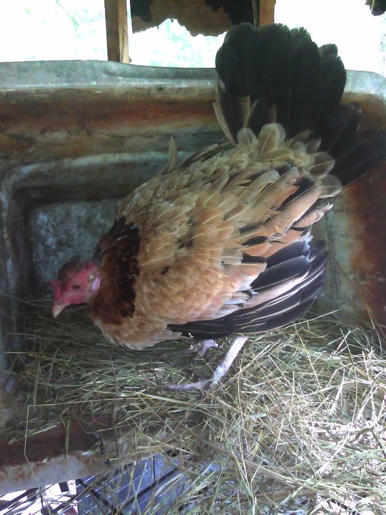 Baldy, may she RIP. Died at the good ole age of 13.