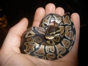 ball python