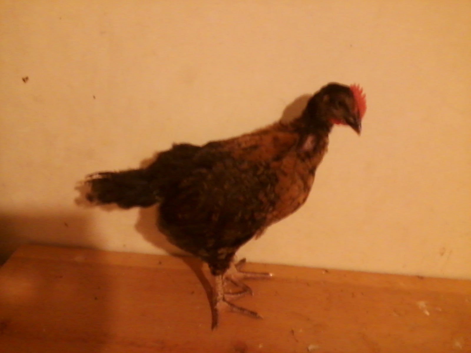 Ballsy, a 5 week old BCM cross cockerel. He came with our BCM's but has always been a little different. He had one feather on one foot for a short time, but doesn't have any now. He is definitely the most active, curious, and brazen out of the bunch.