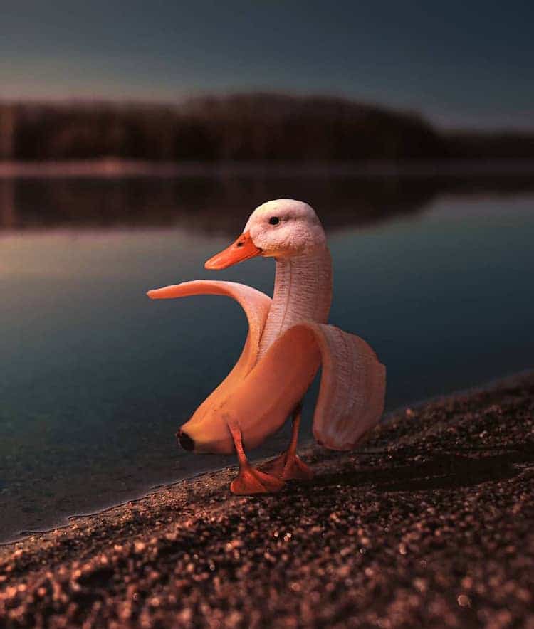 Banana Duck