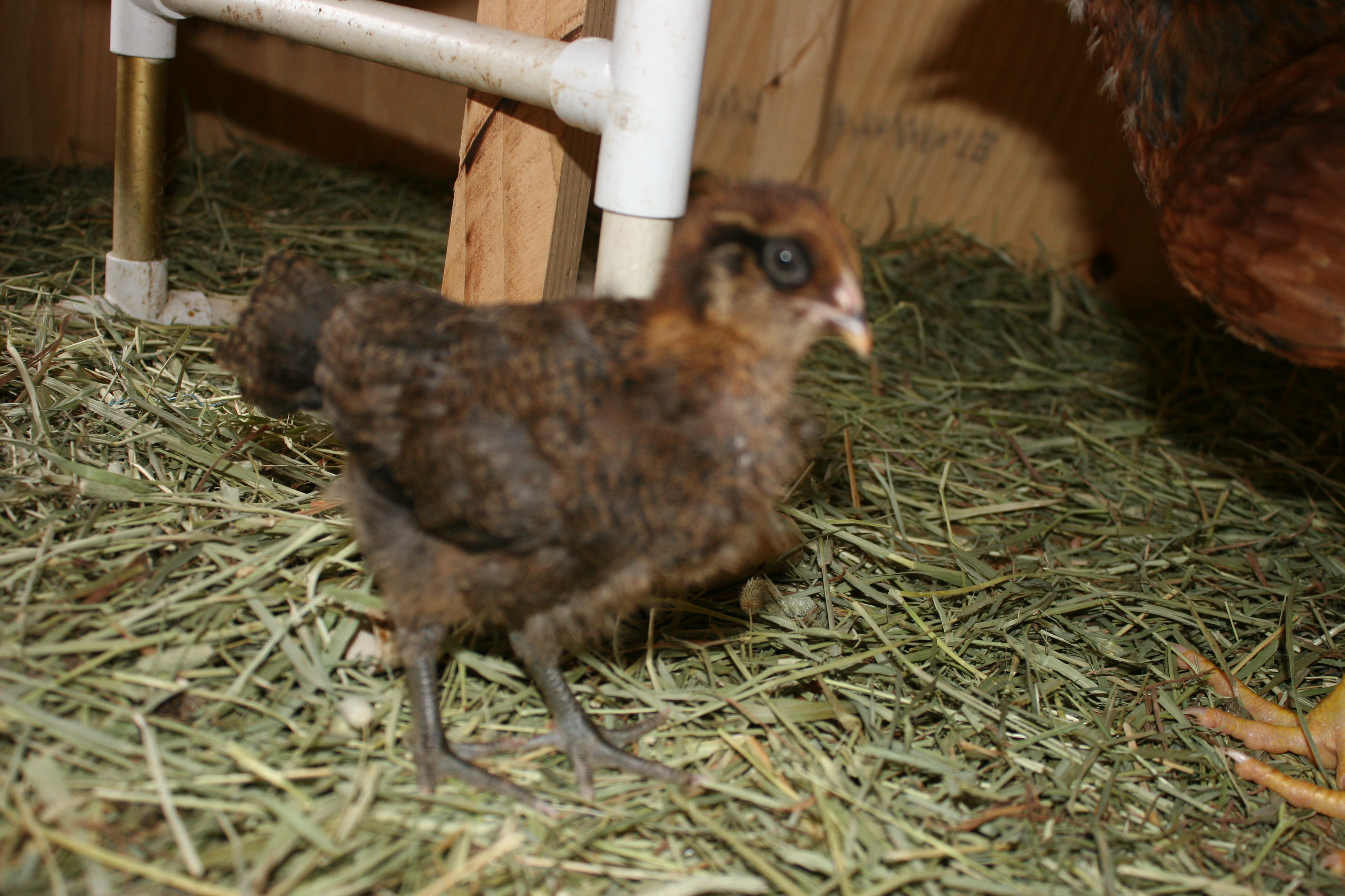 Bandit 2wks 6 days