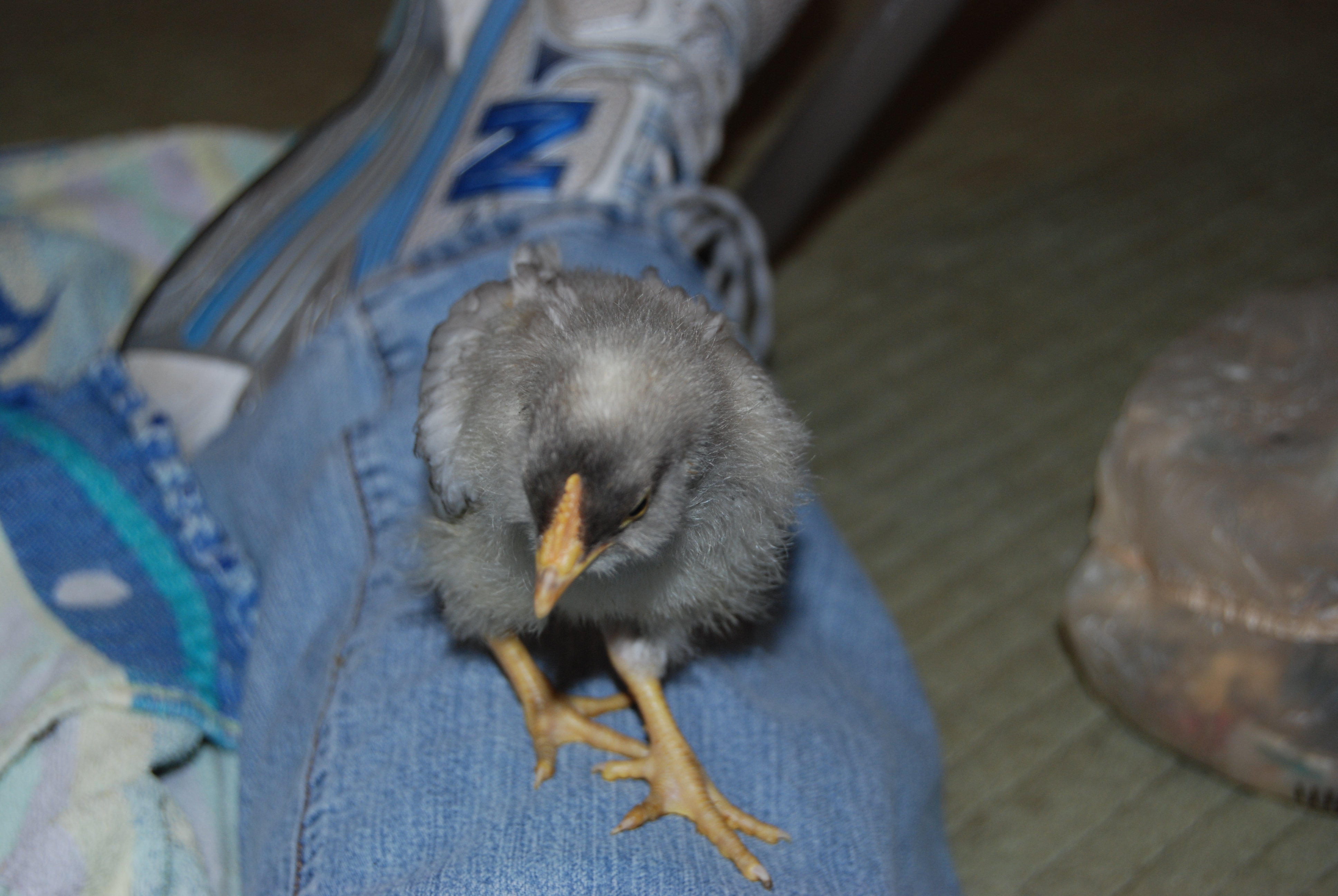 Bandit 3 weeks. Head thing seems to have disappeared.
