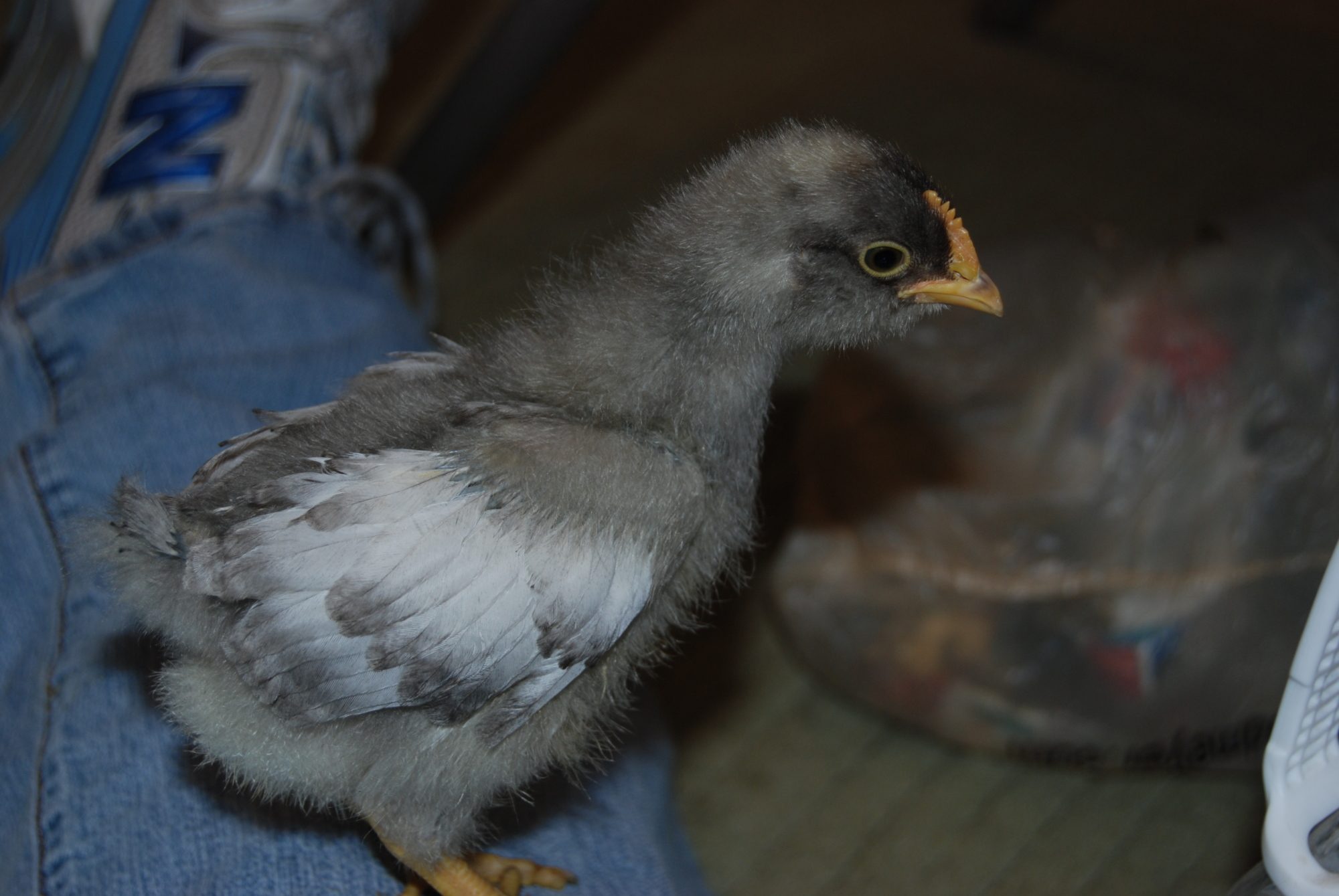 Bandit Good side shot 3 wks.