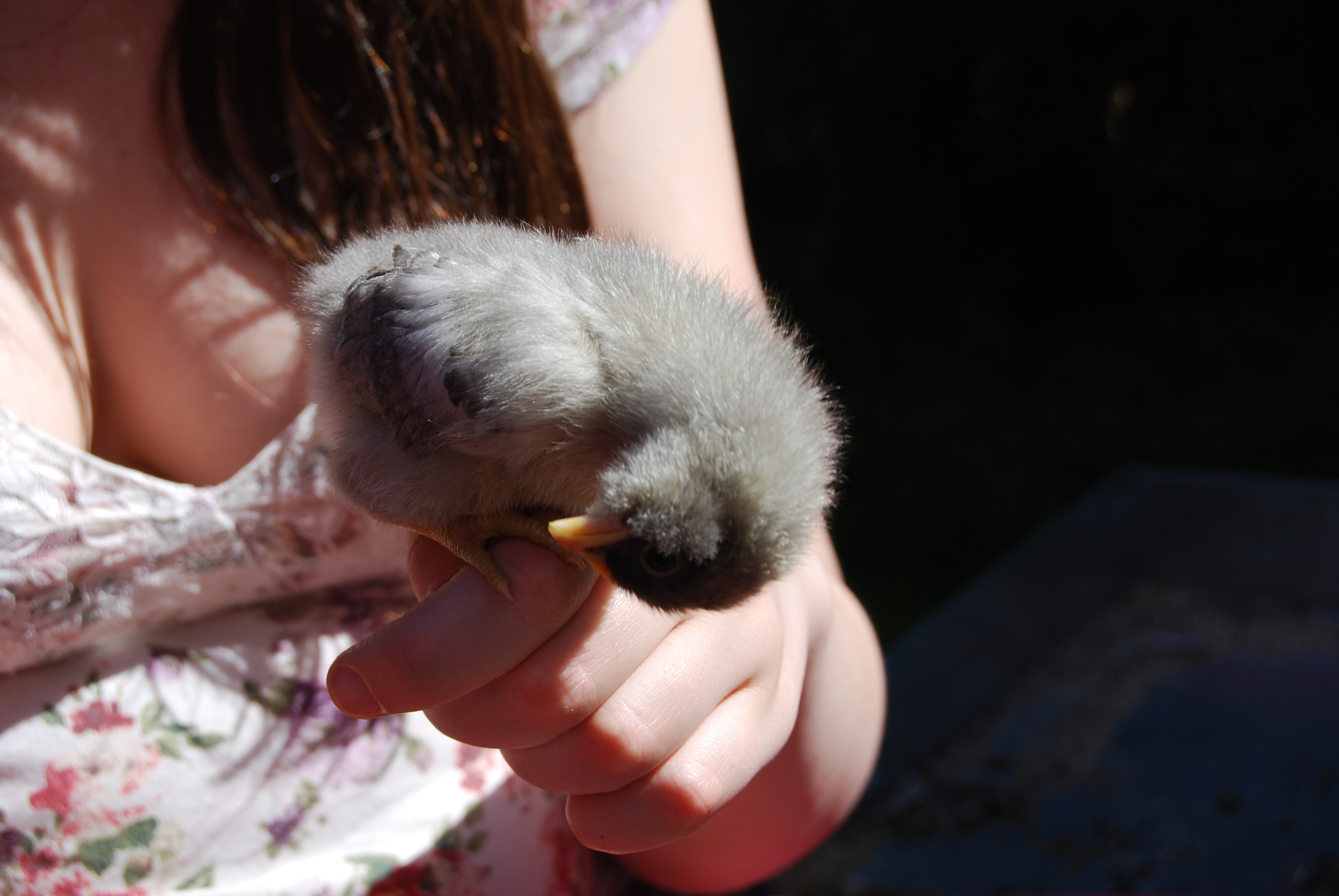 Bandit....one of my favorites and last chick hatched from first hatch.