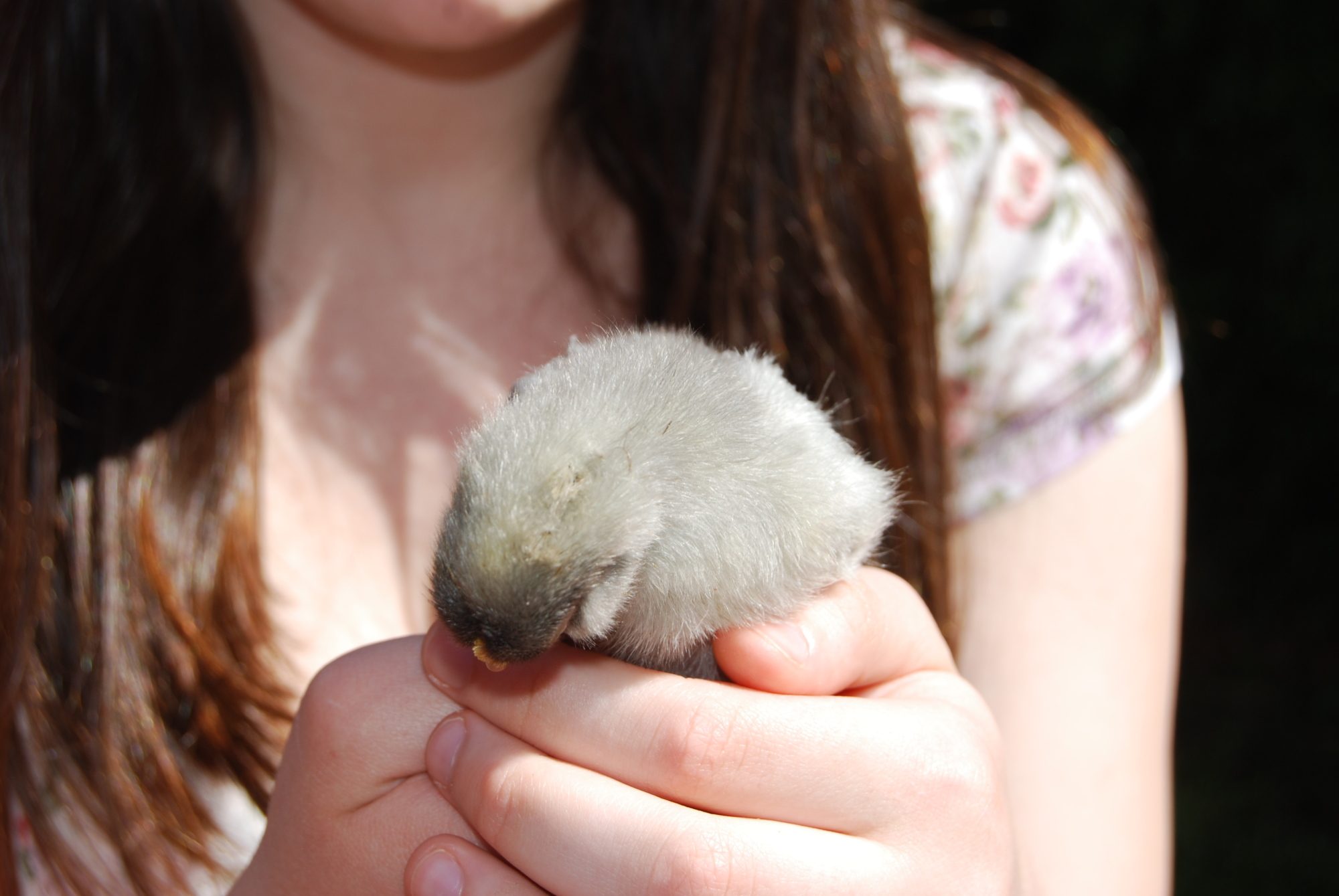 Bandit.  South American surprise.  When we held her she had a tendancy to hold her head to the side  or more like it was heavy.