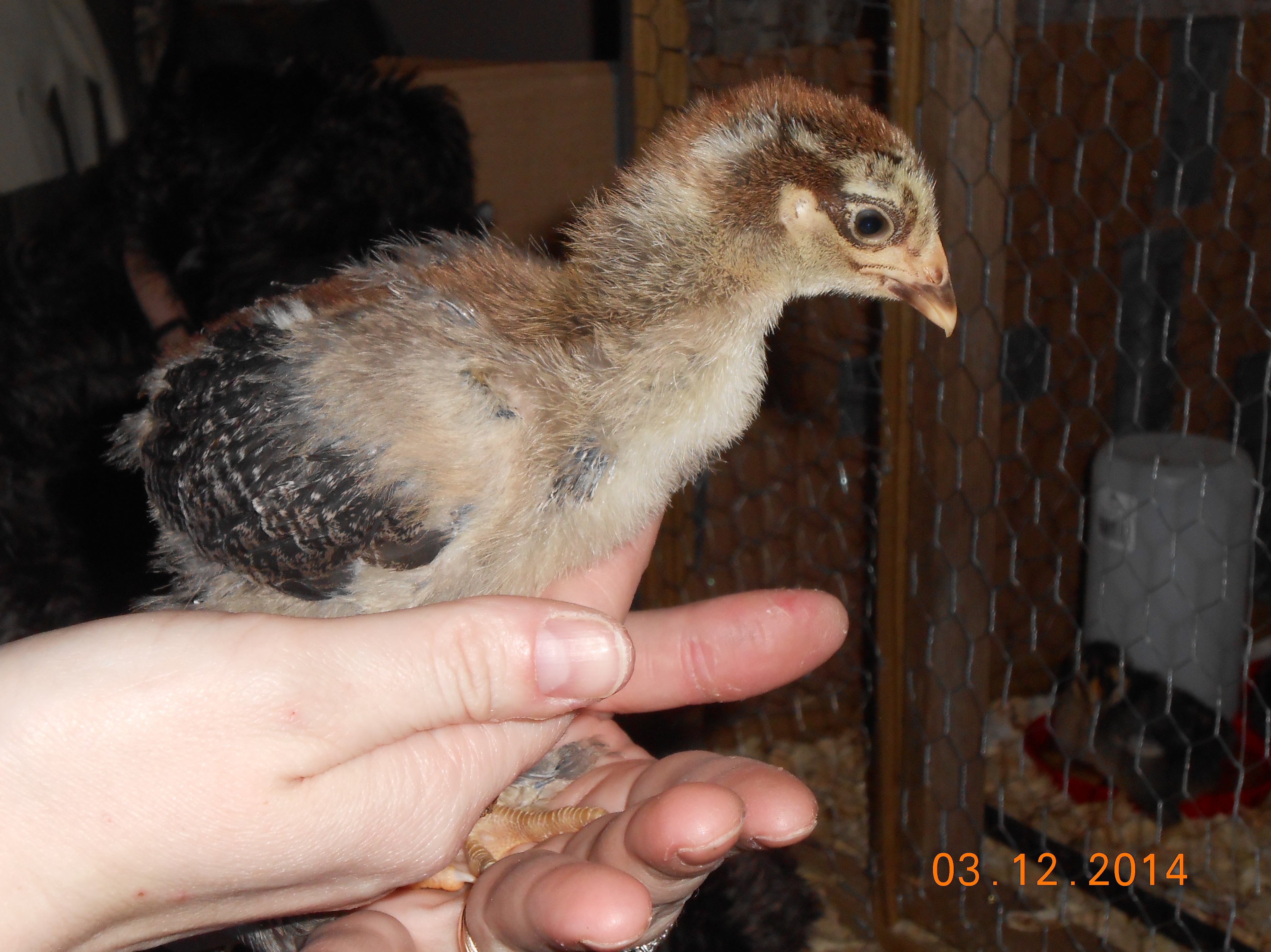 Bandit's getting so big