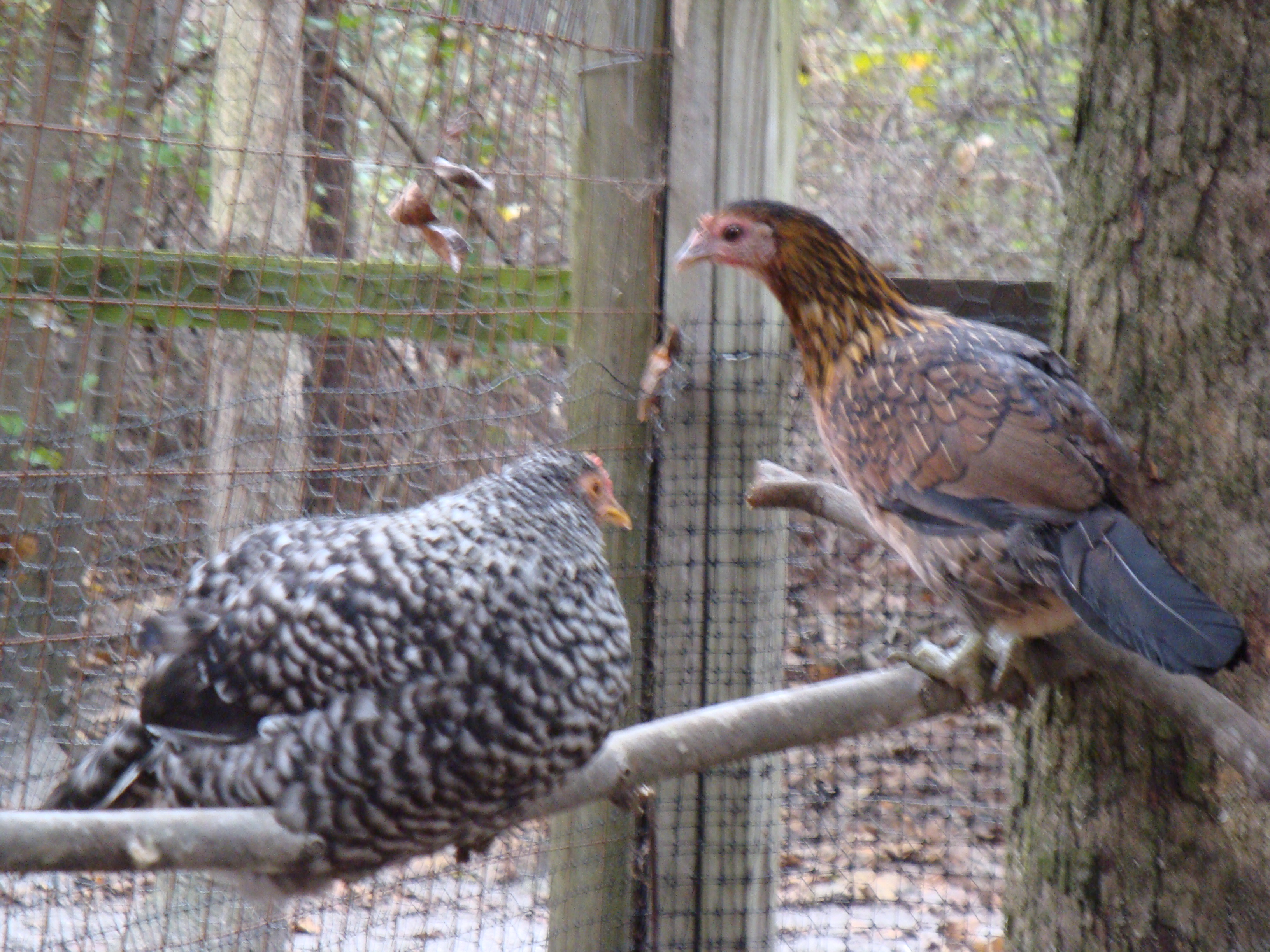 Banjo ( left) and Mesha ( right)