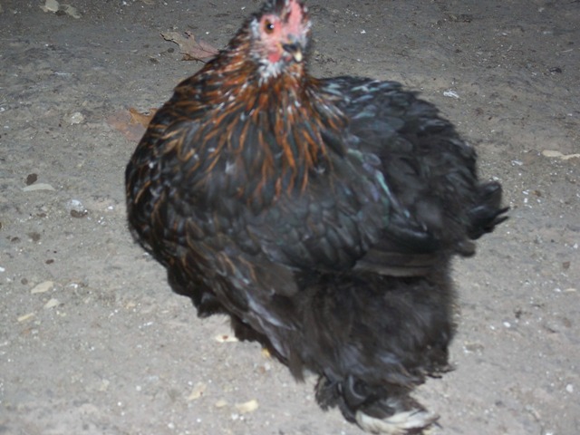 Bantam 5 month old MF project pullet