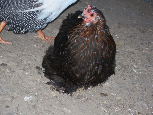 Bantam 5 month old MF project pullet