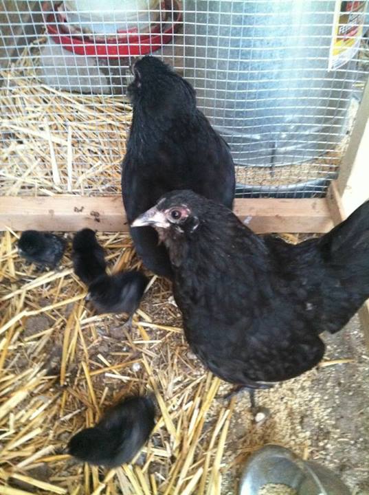 *
Bantam Ameraucana Lavender/black split hens
