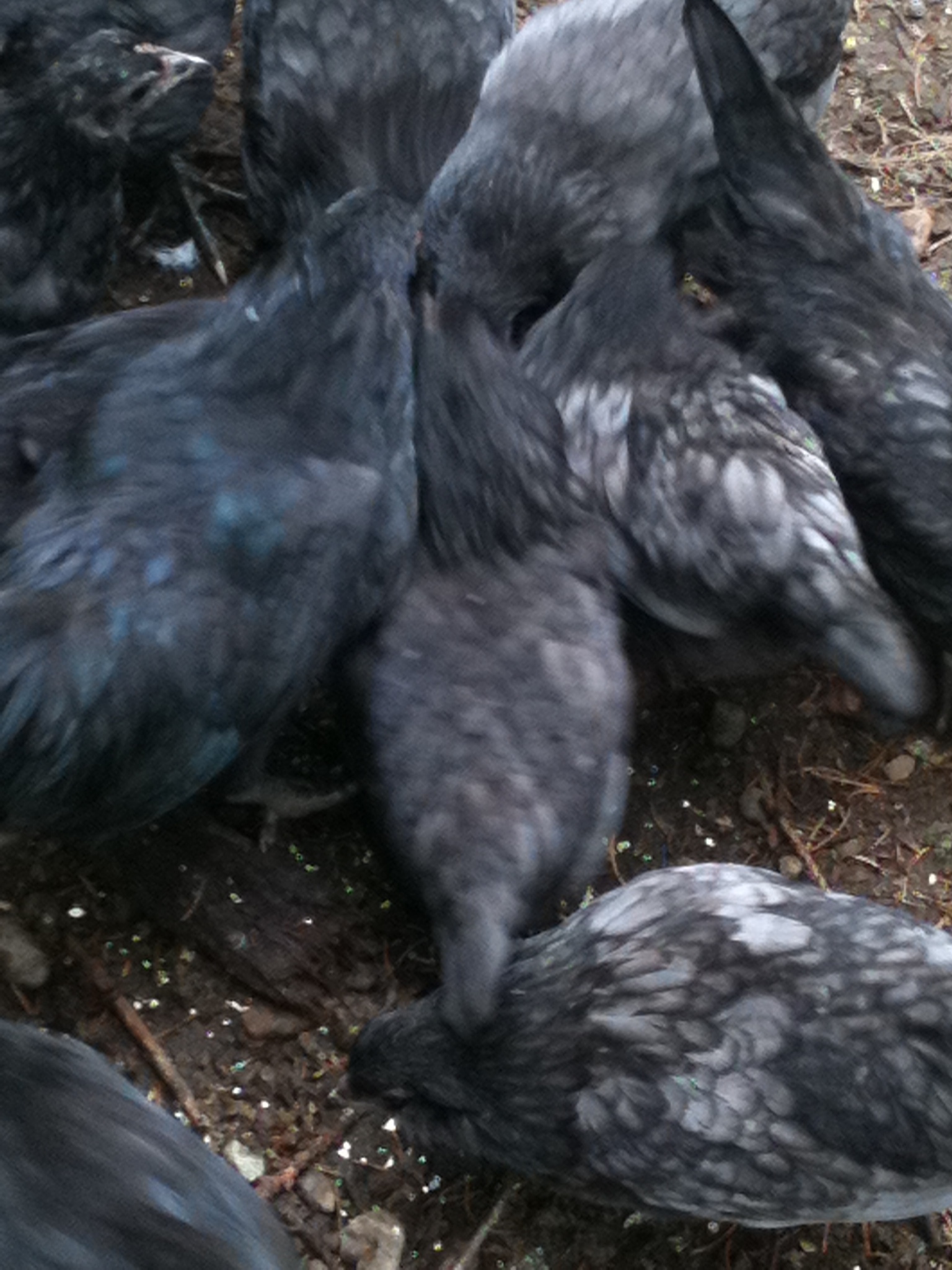 Bantam Ameraucana