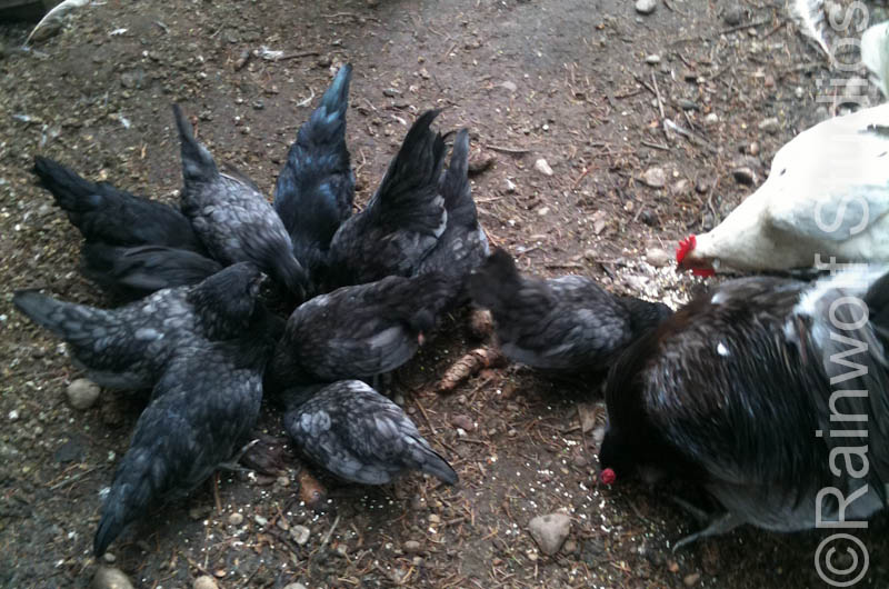 Bantam Ameraucana