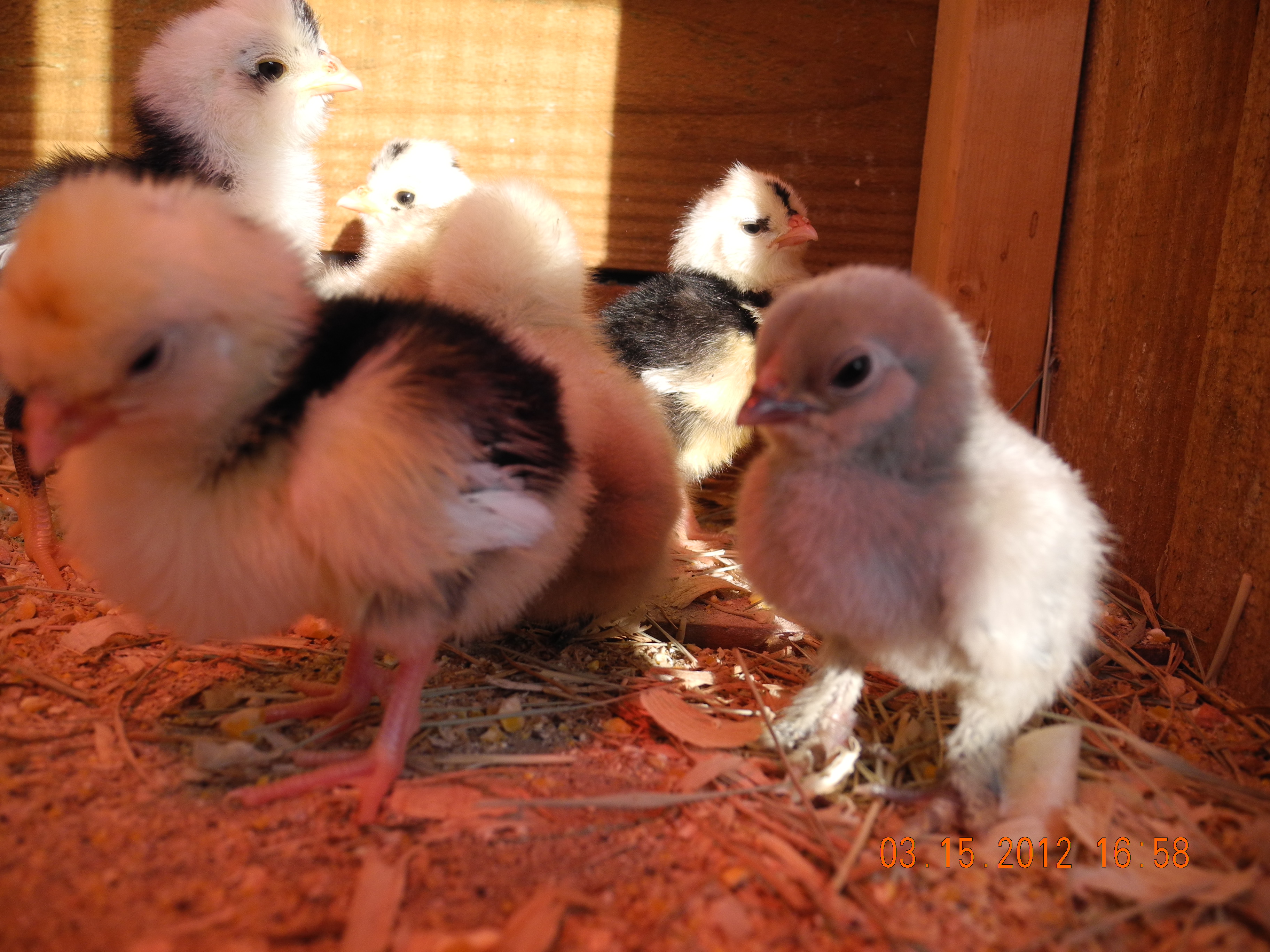 Bantam and standard Molted Houdans and bantam blue cochin chicks