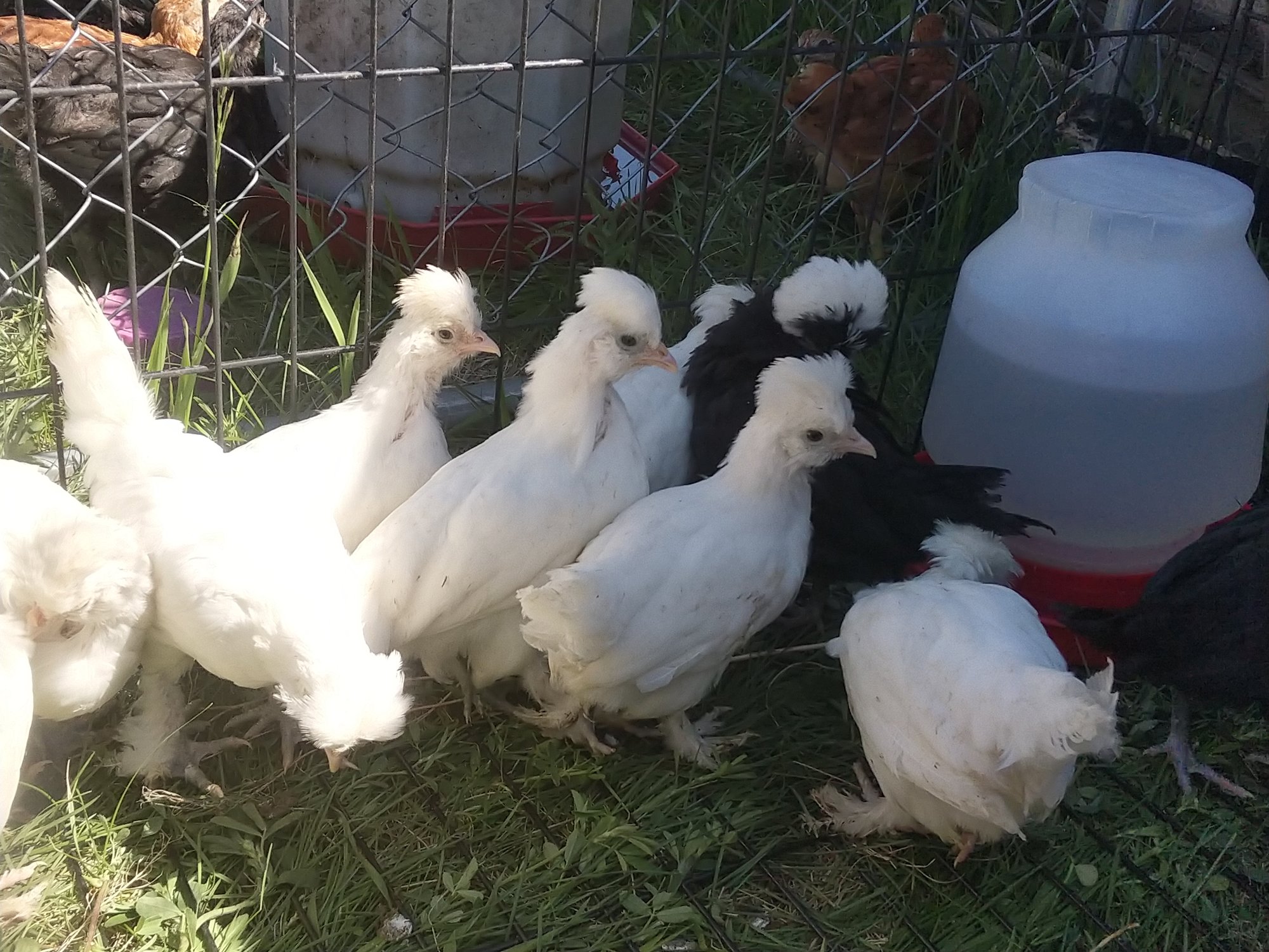 Bantam And Standard Sultan Chooks