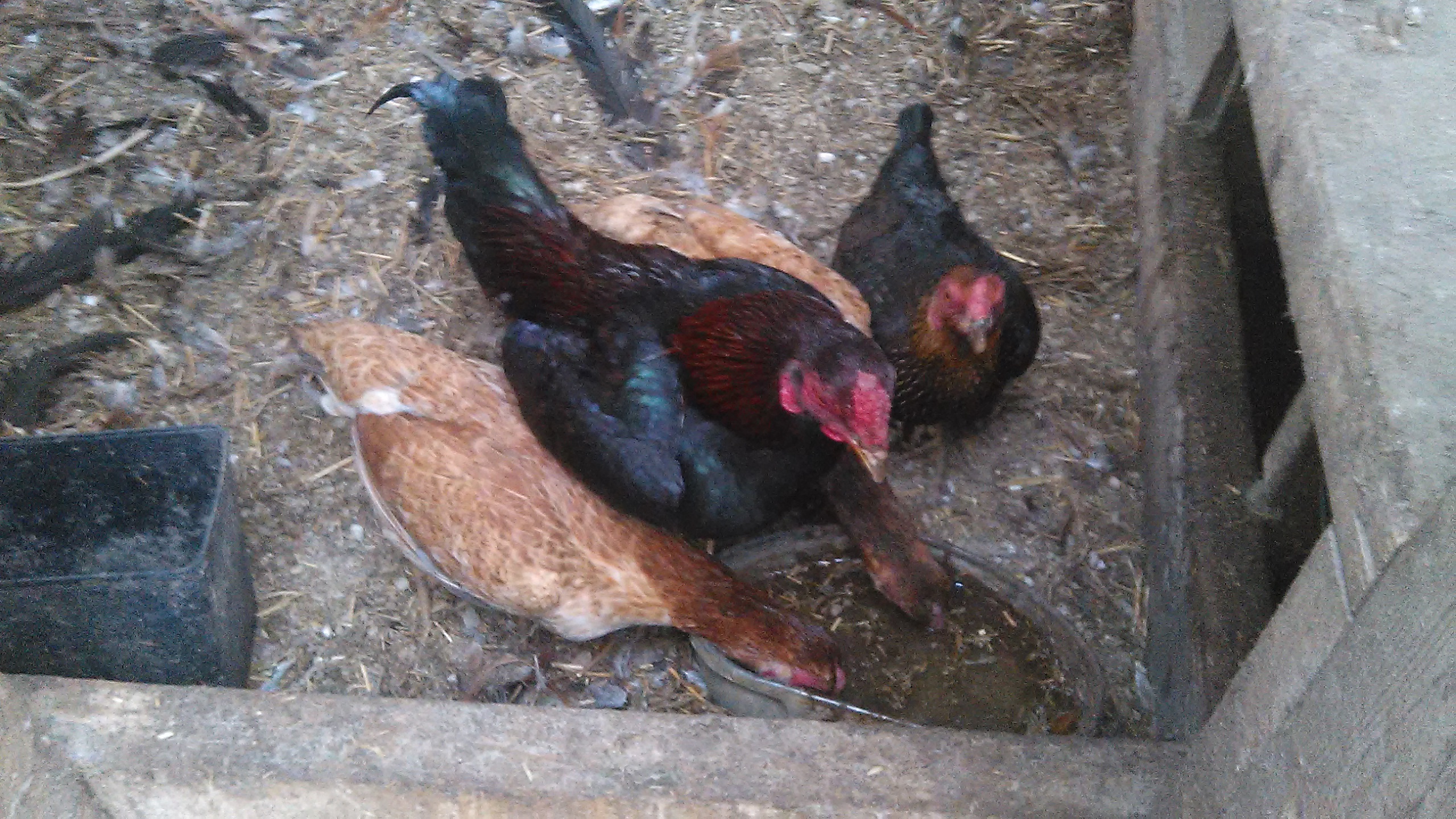 Bantam asil spuds
