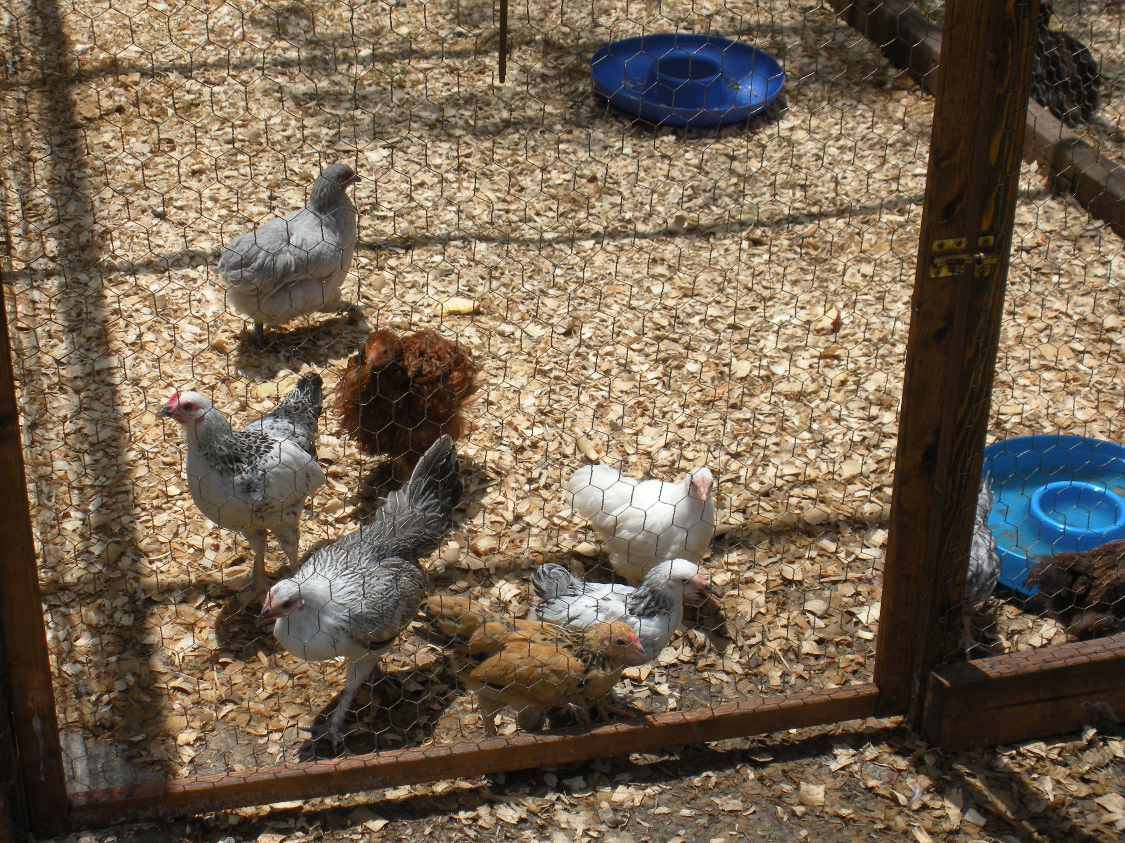 Bantam babies
