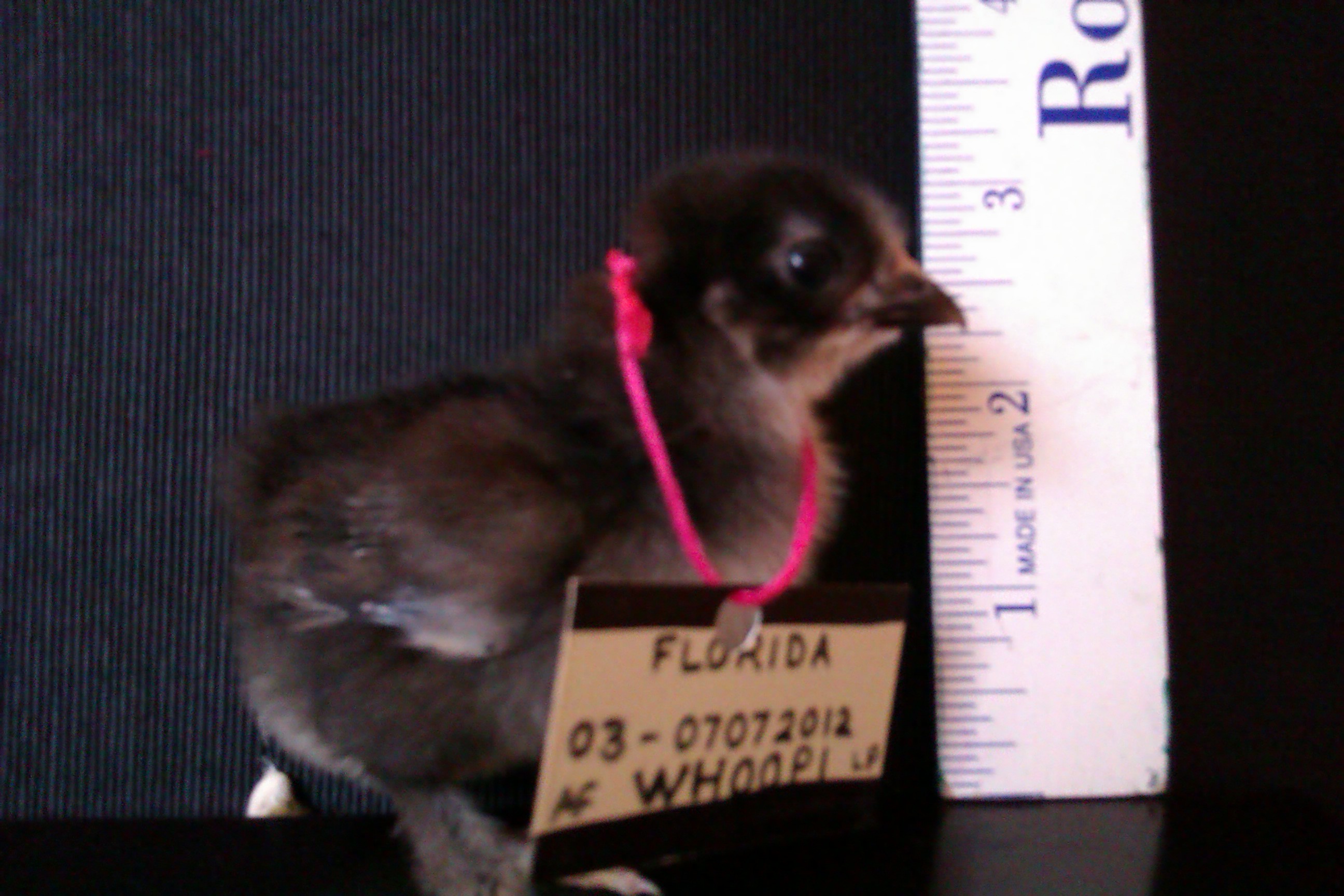 Bantam Black Columbian Project Cochin - "Annmarie's Whoopi of Lucky Pickens".