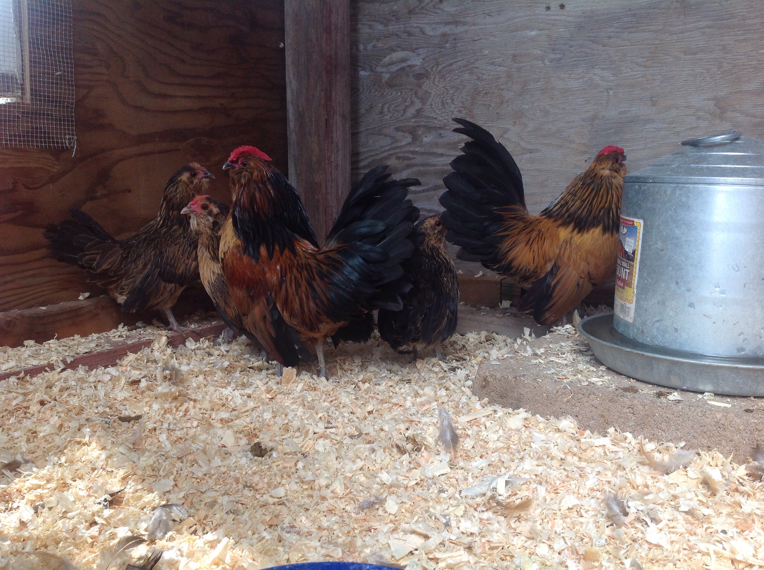 Bantam breeding flock I am incubating eggs from. "Quail Belgium D`Anvers"