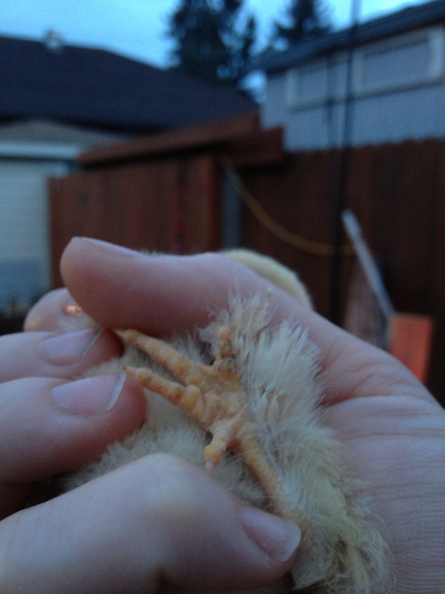 Bantam Buff Cochin Feet