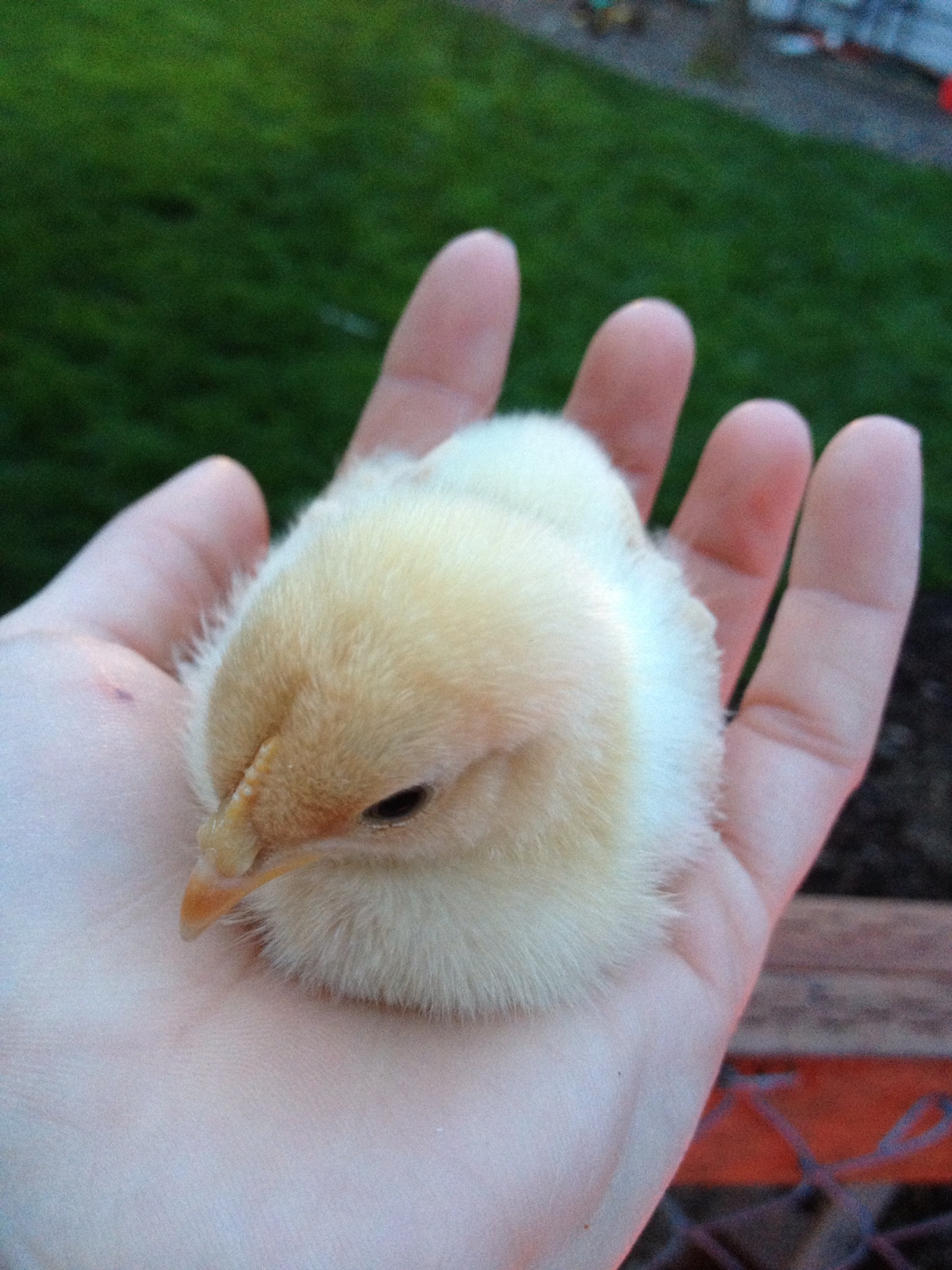 Bantam Buff Cochin Male