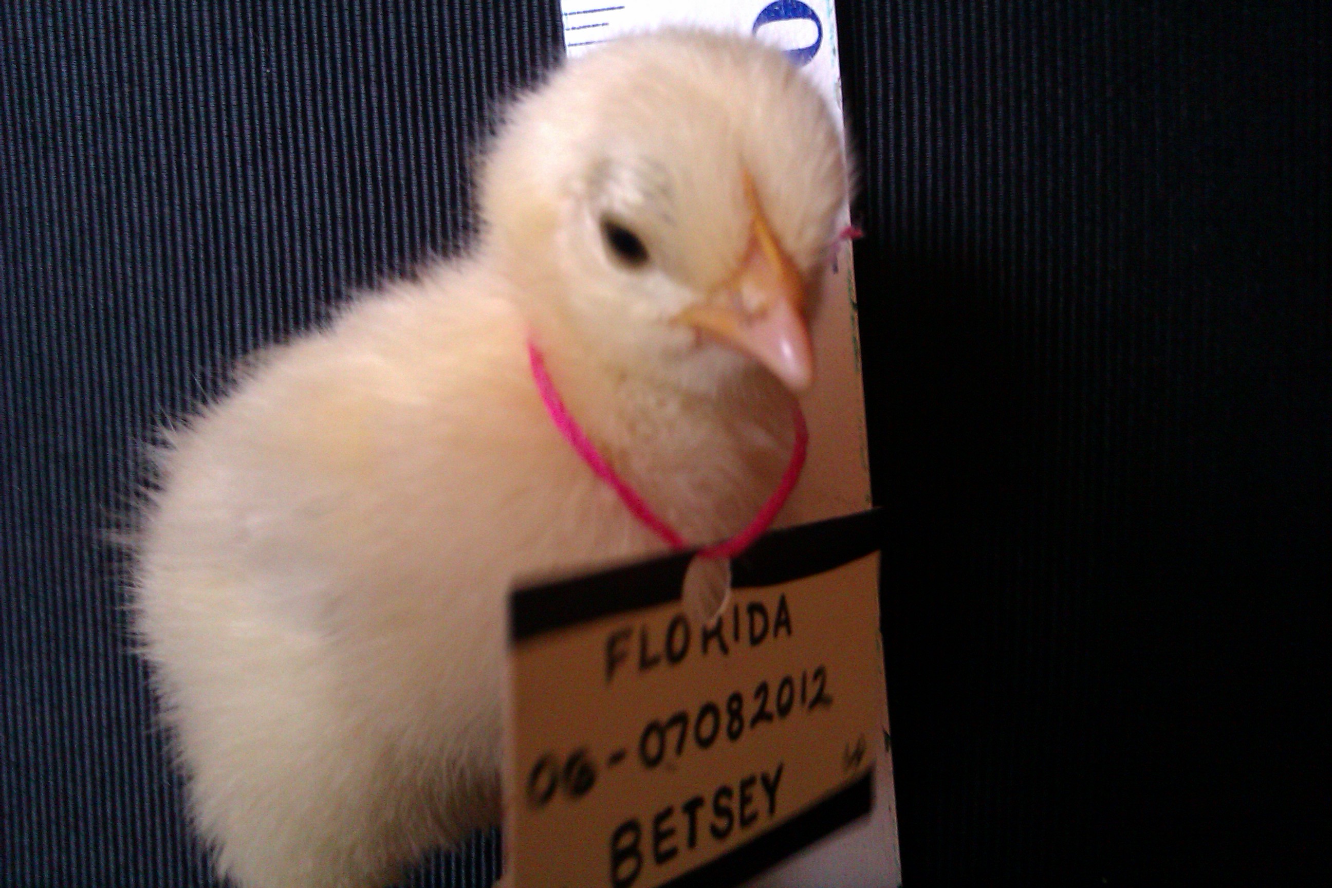Bantam Calico Cochin - 'Anmmarie's Betsey of Lucky Pickens".