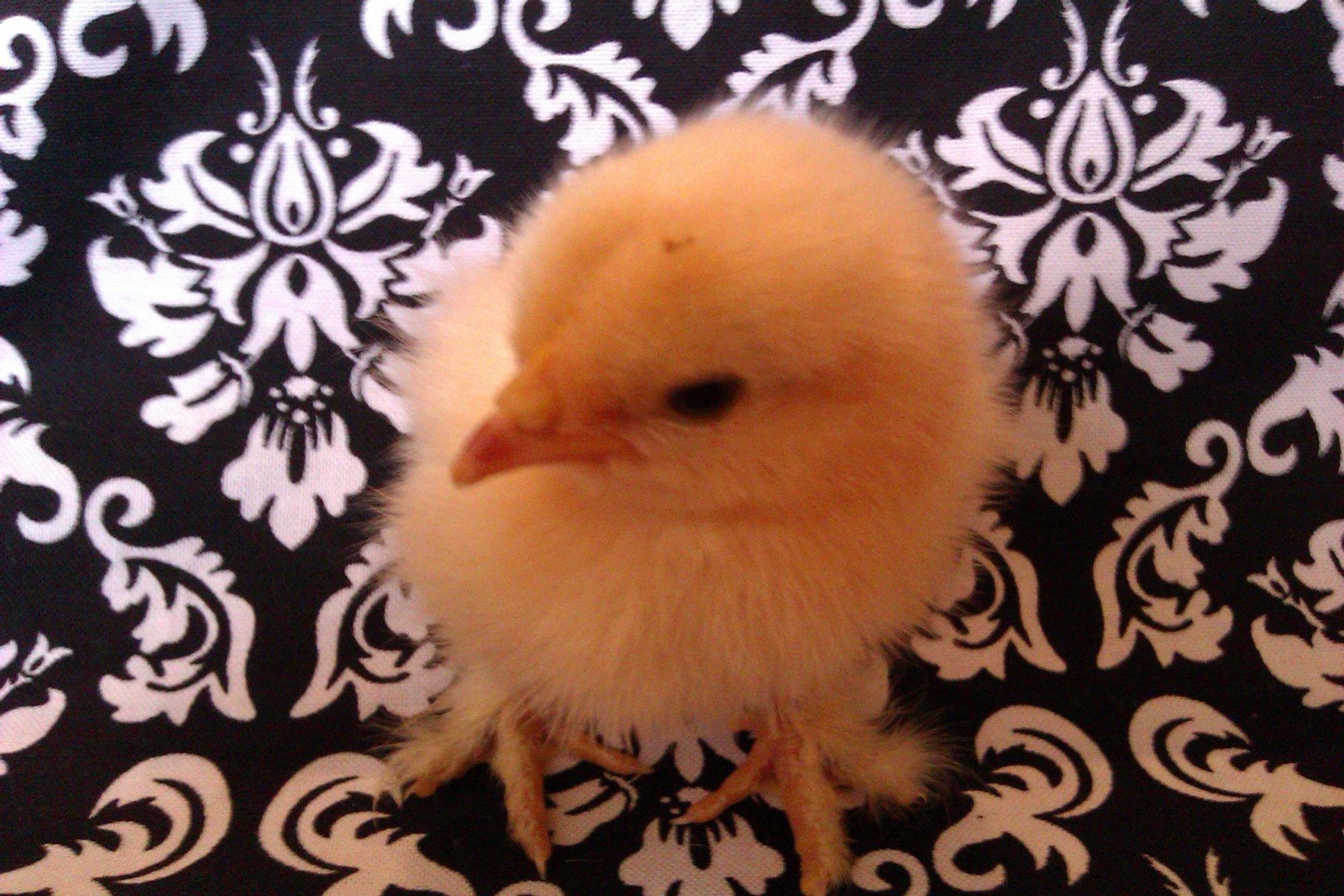 Bantam Calico Cochin - "Annmarie's D.I.V.A of Lucky Pickens"