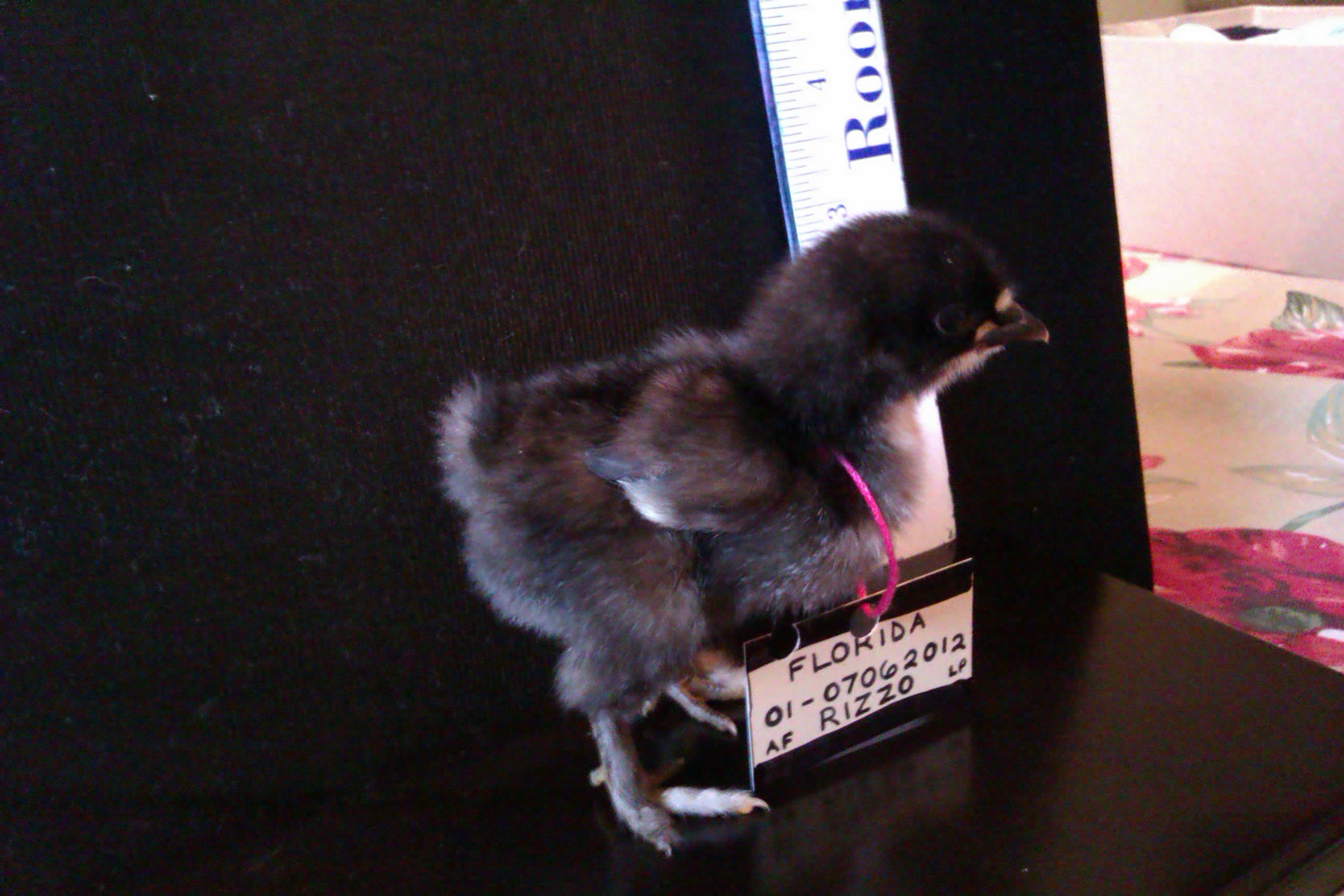 Bantam Calico Frizzle x Lavender - "Annmarie's Rizzo of Lucky Pickens".
