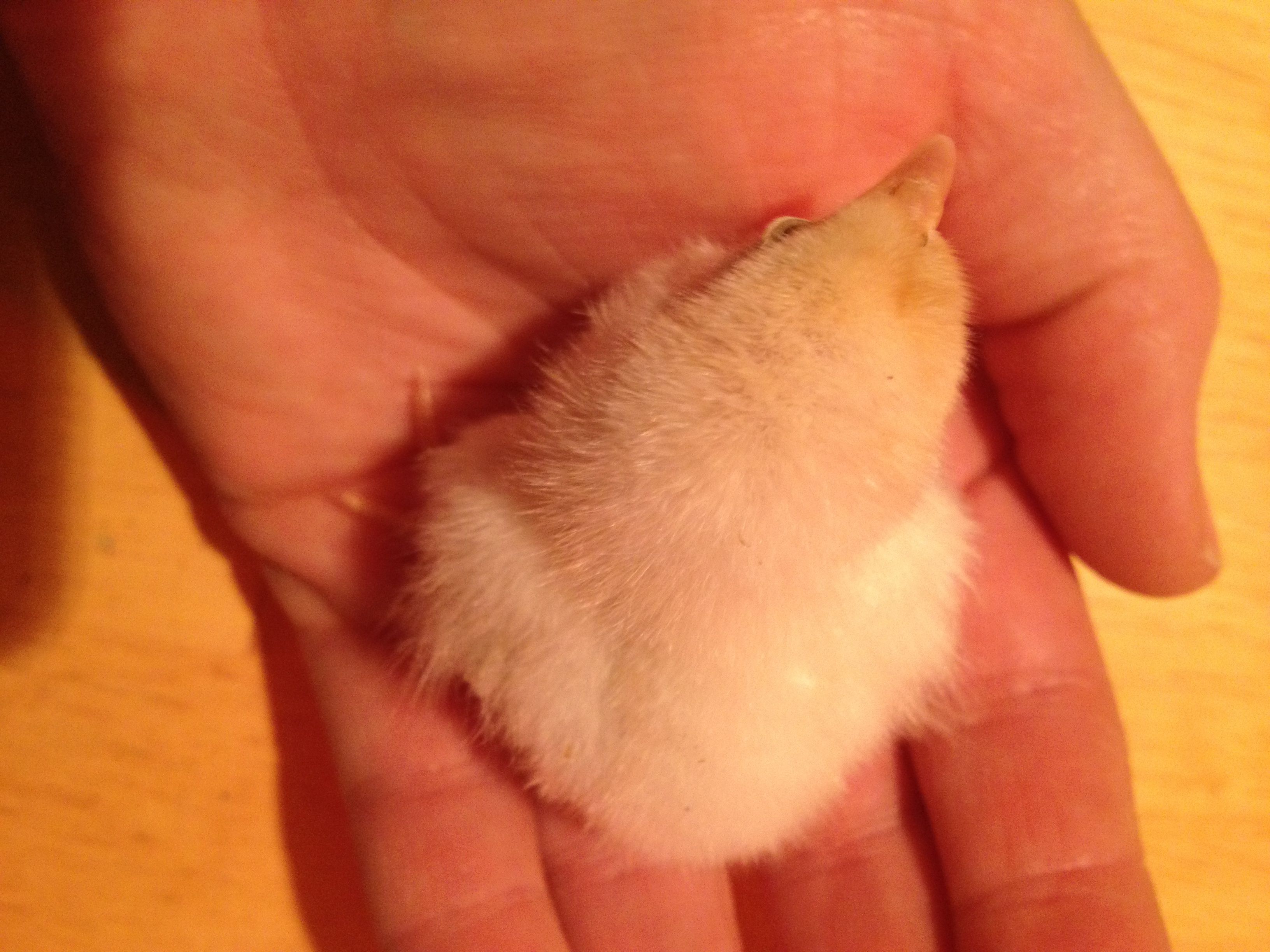 Bantam Chick 1