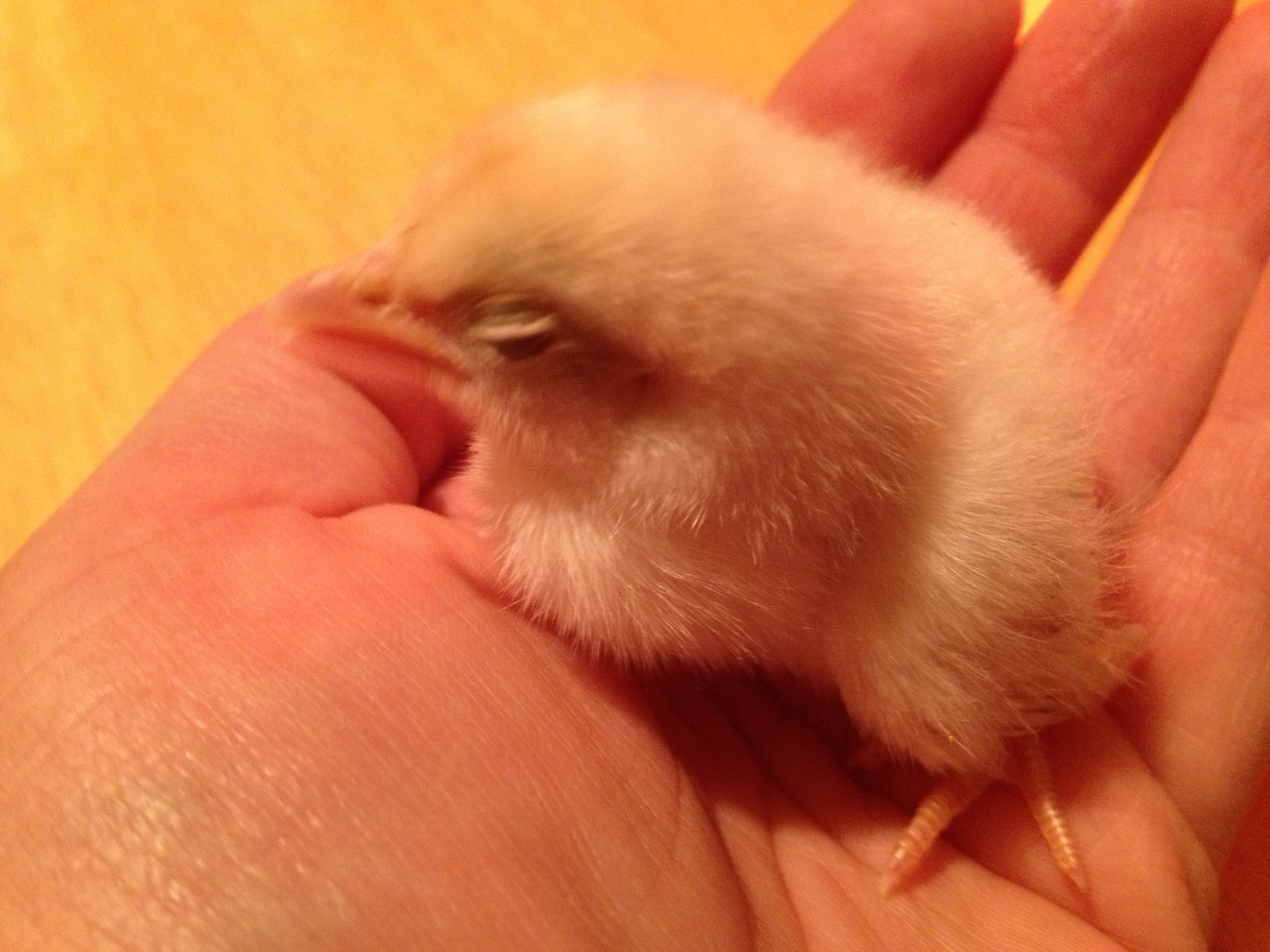 Bantam Chick 1