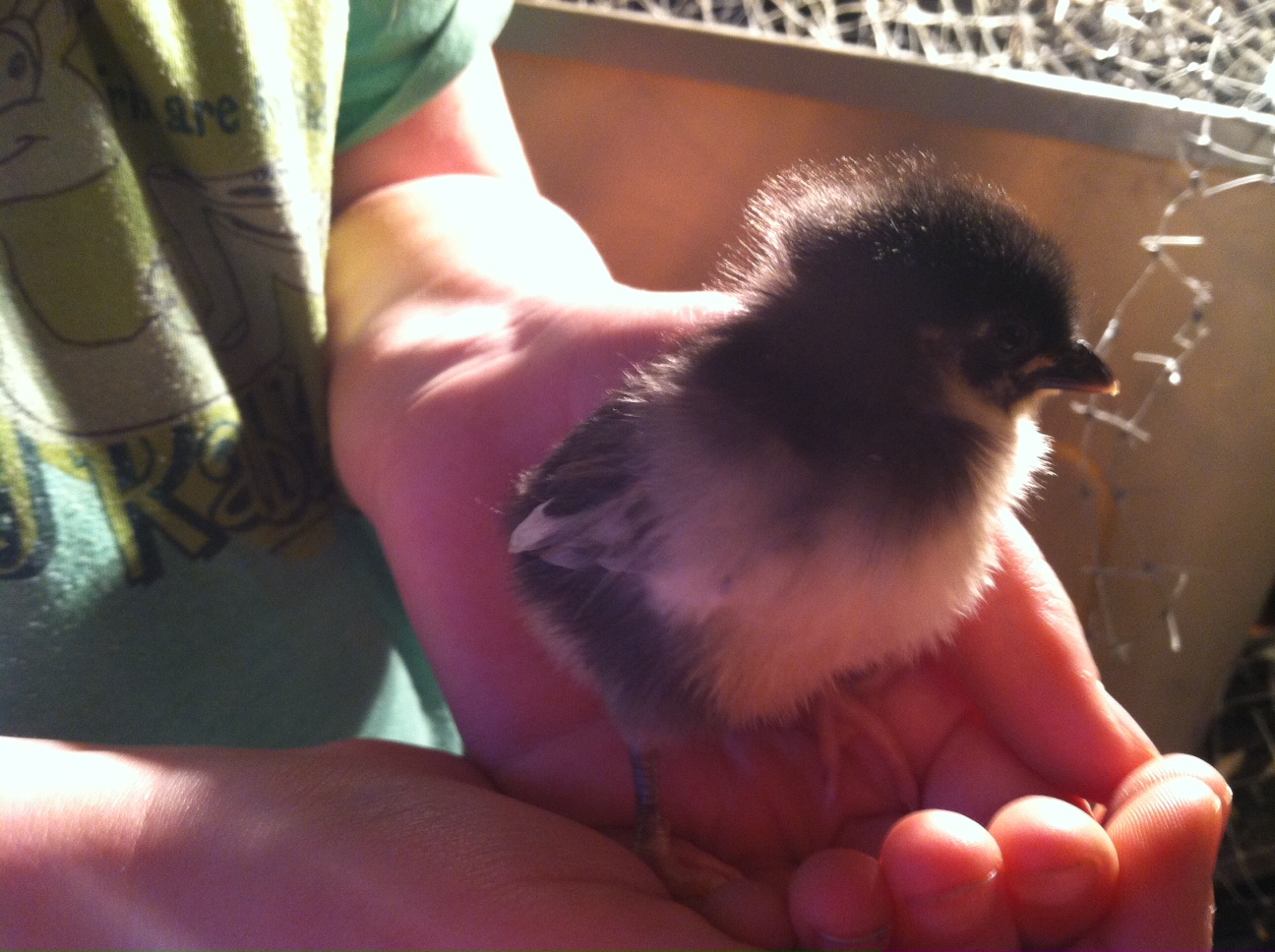 Bantam Chick 1