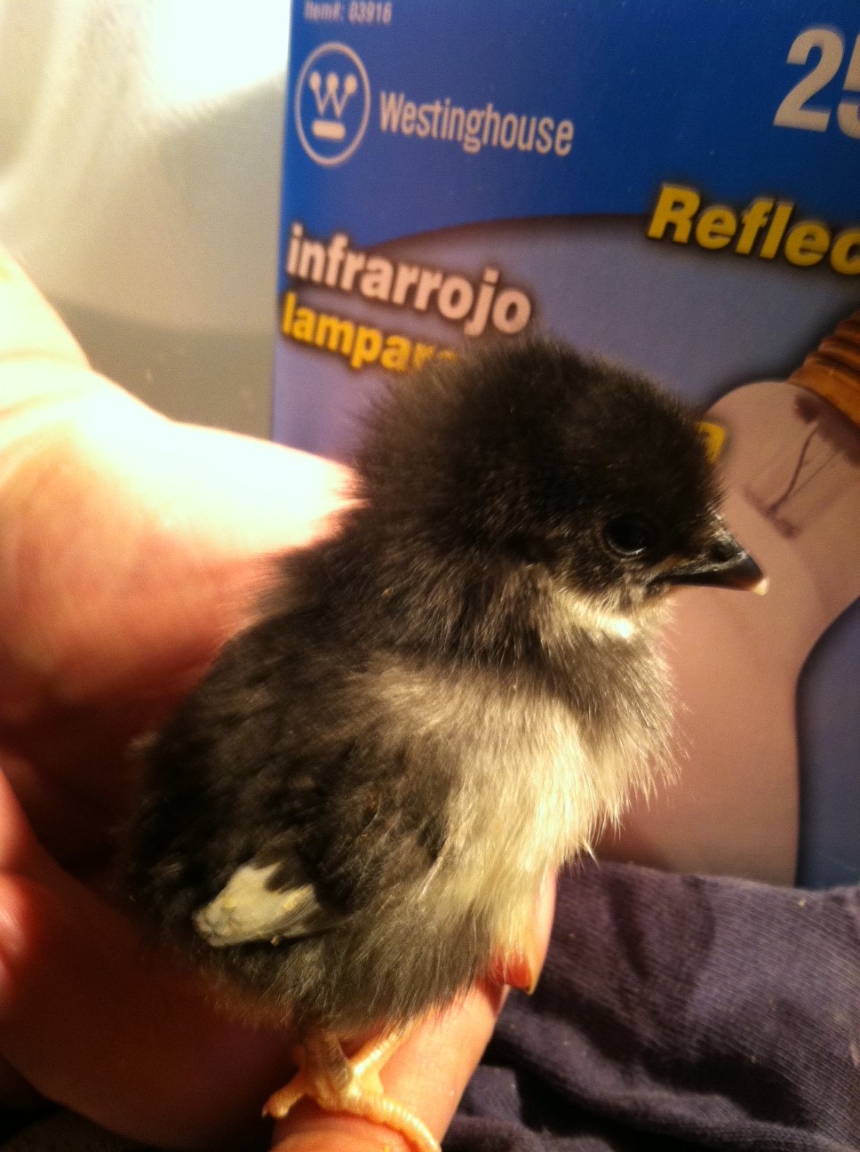 bantam chick 1