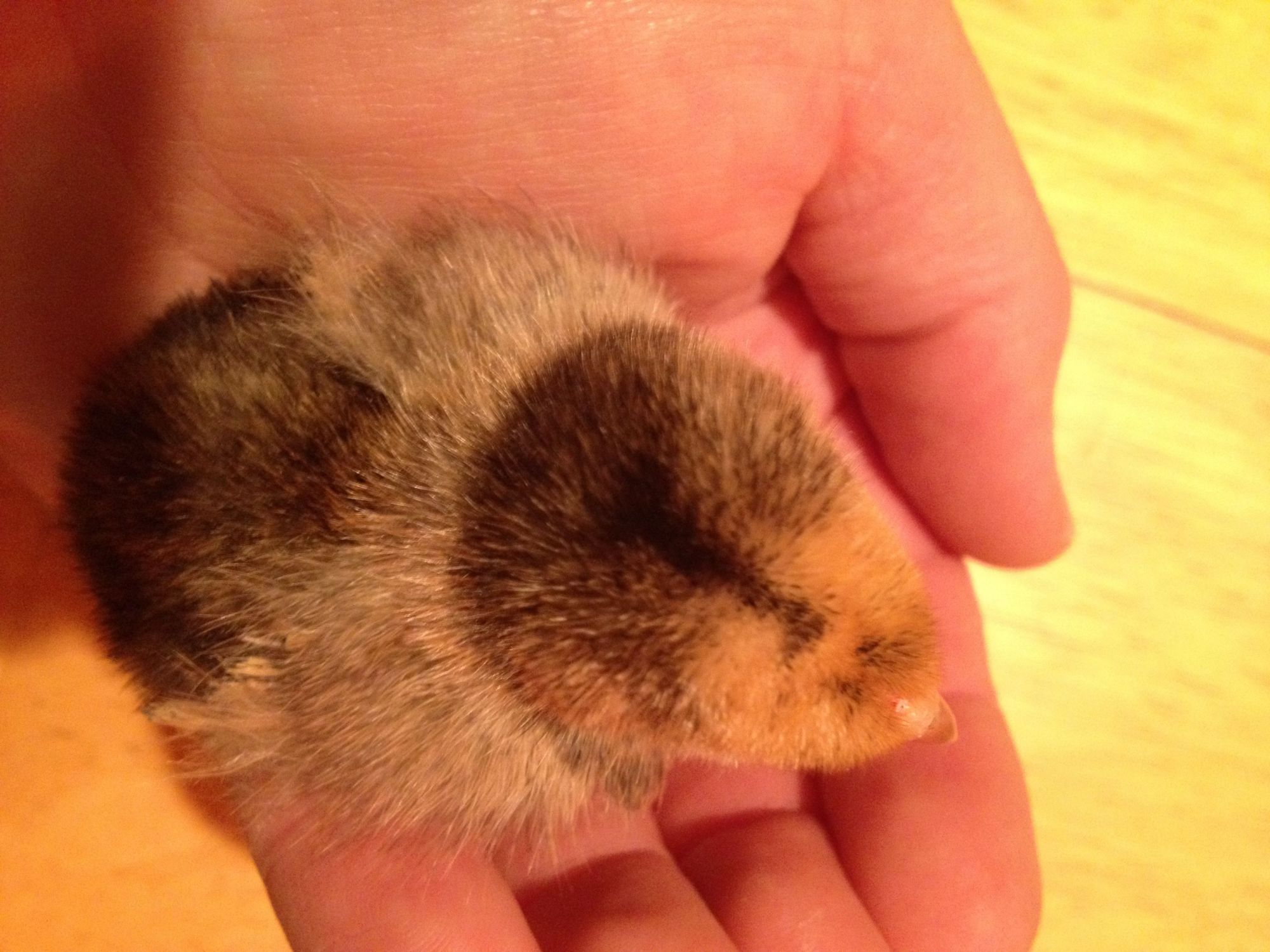 Bantam Chick 2 feathered feet, cheeks look puffy (like chipmunk cheeks.) Possibly Mille Fleur d'Uccle.