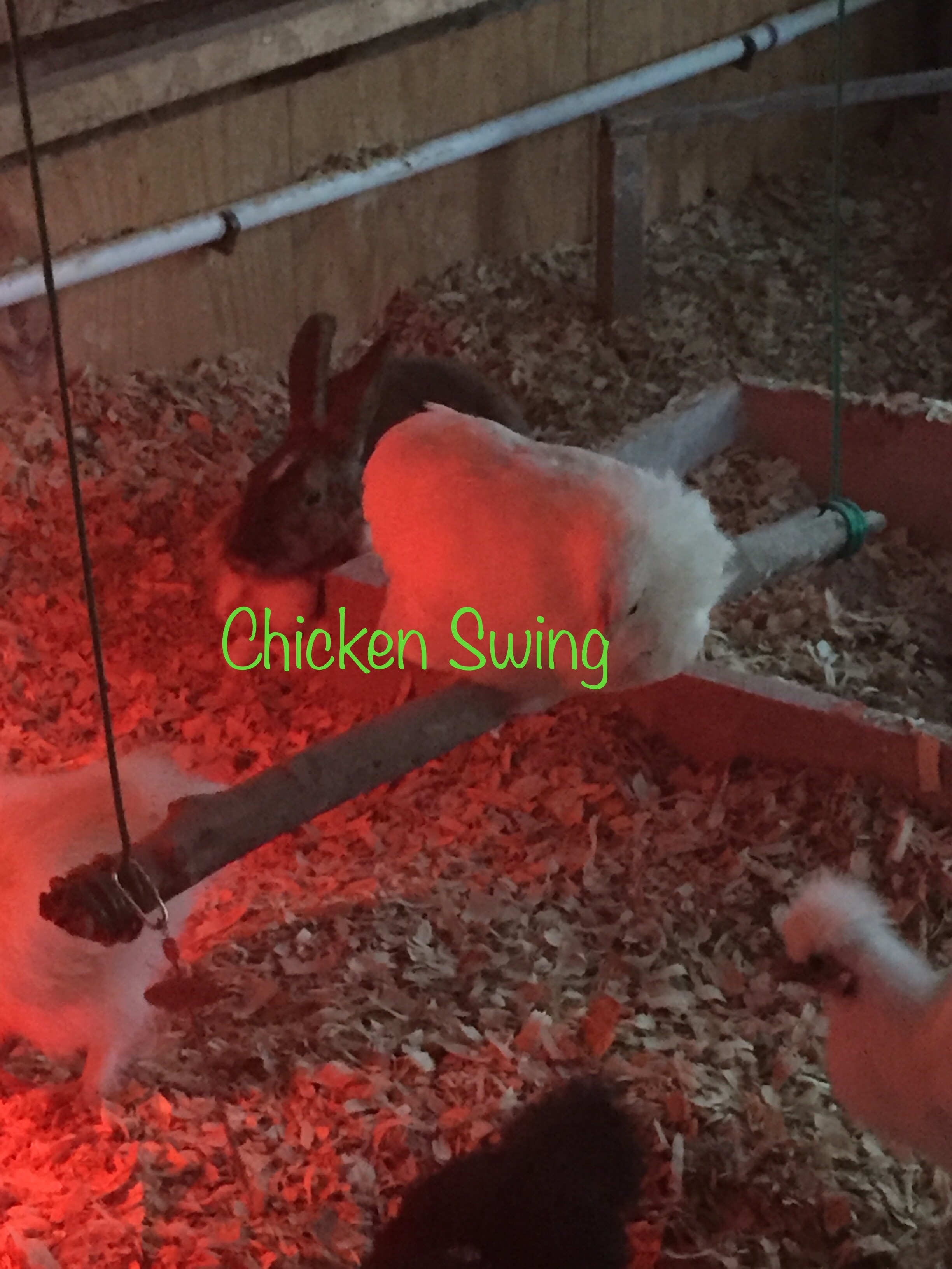 Bantam chick trying out new swing.